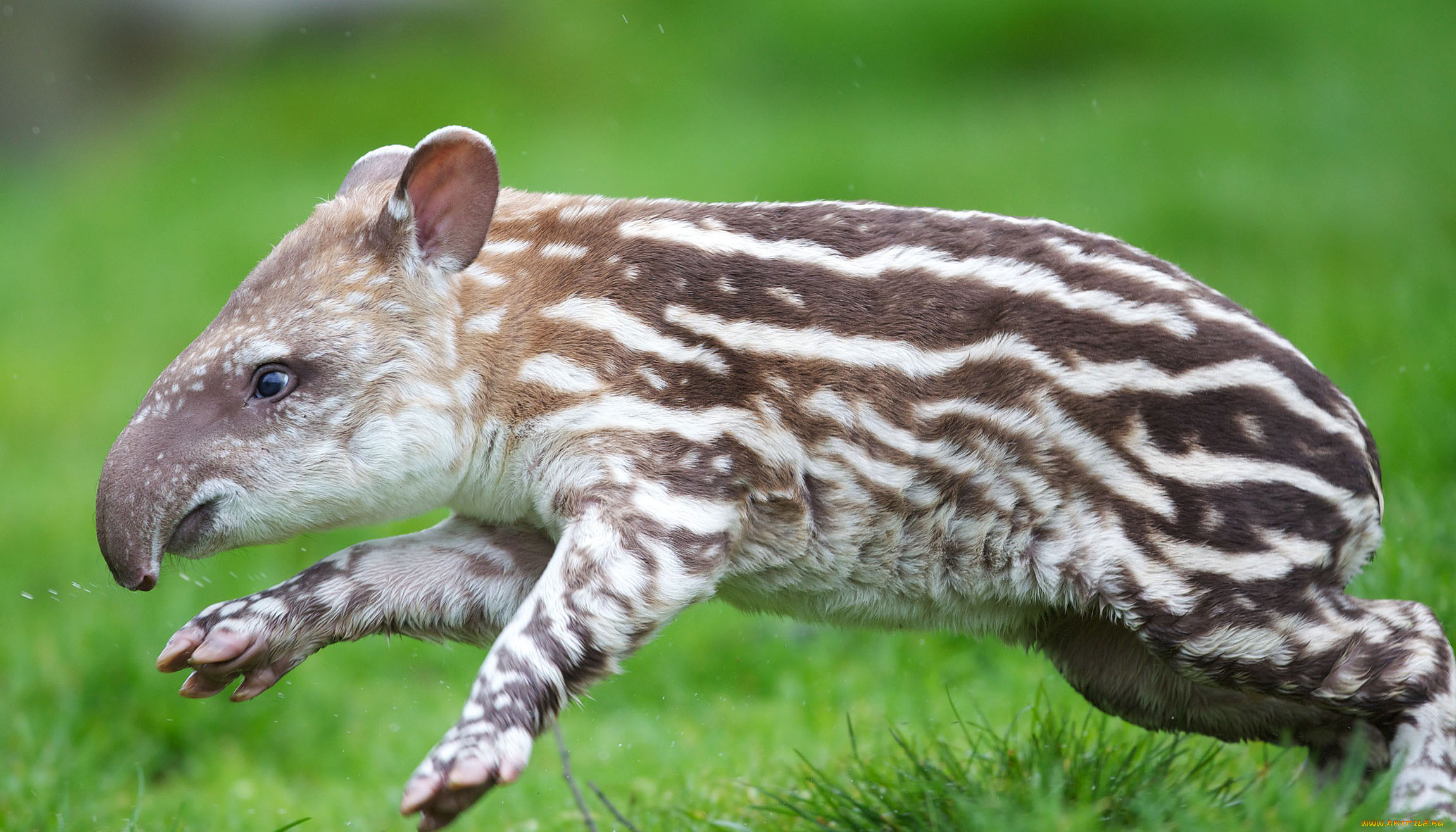 tapir, животные, тапиры, малыш, тапир, хоботок, полосатый