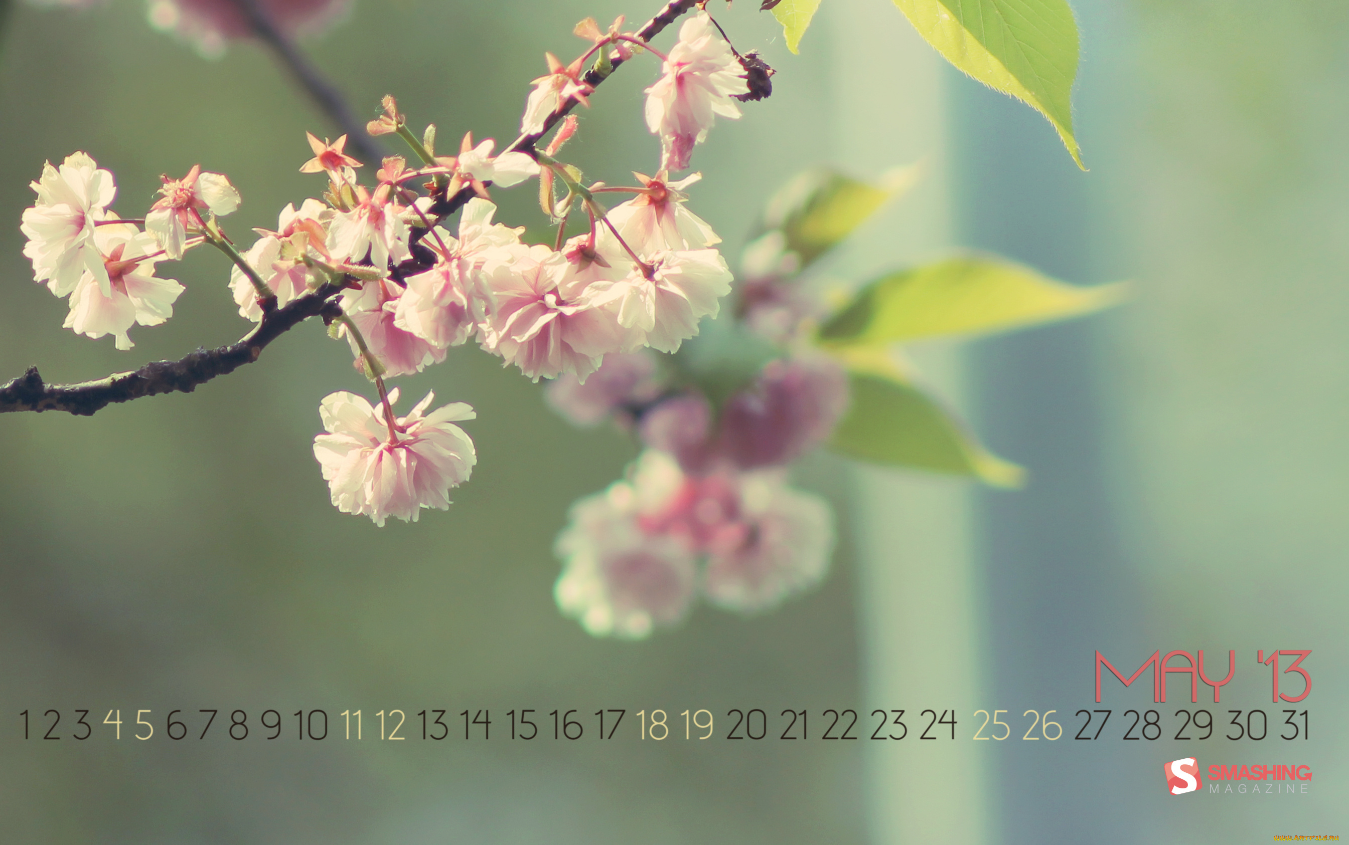 календари, цветы, ветка, сакура