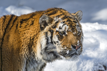 Картинка животные тигры снег морда
