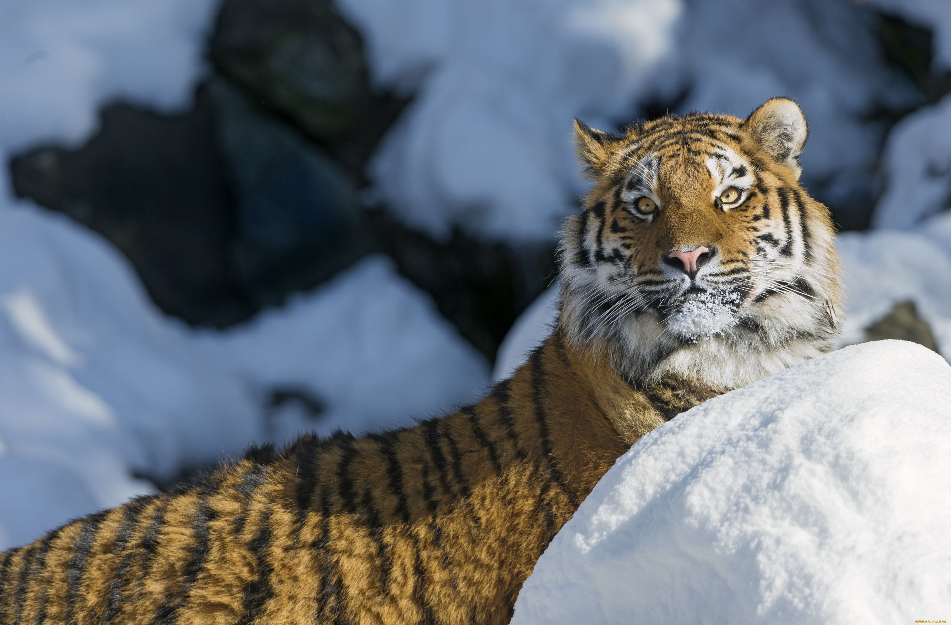 животные, тигры, снег, красавец