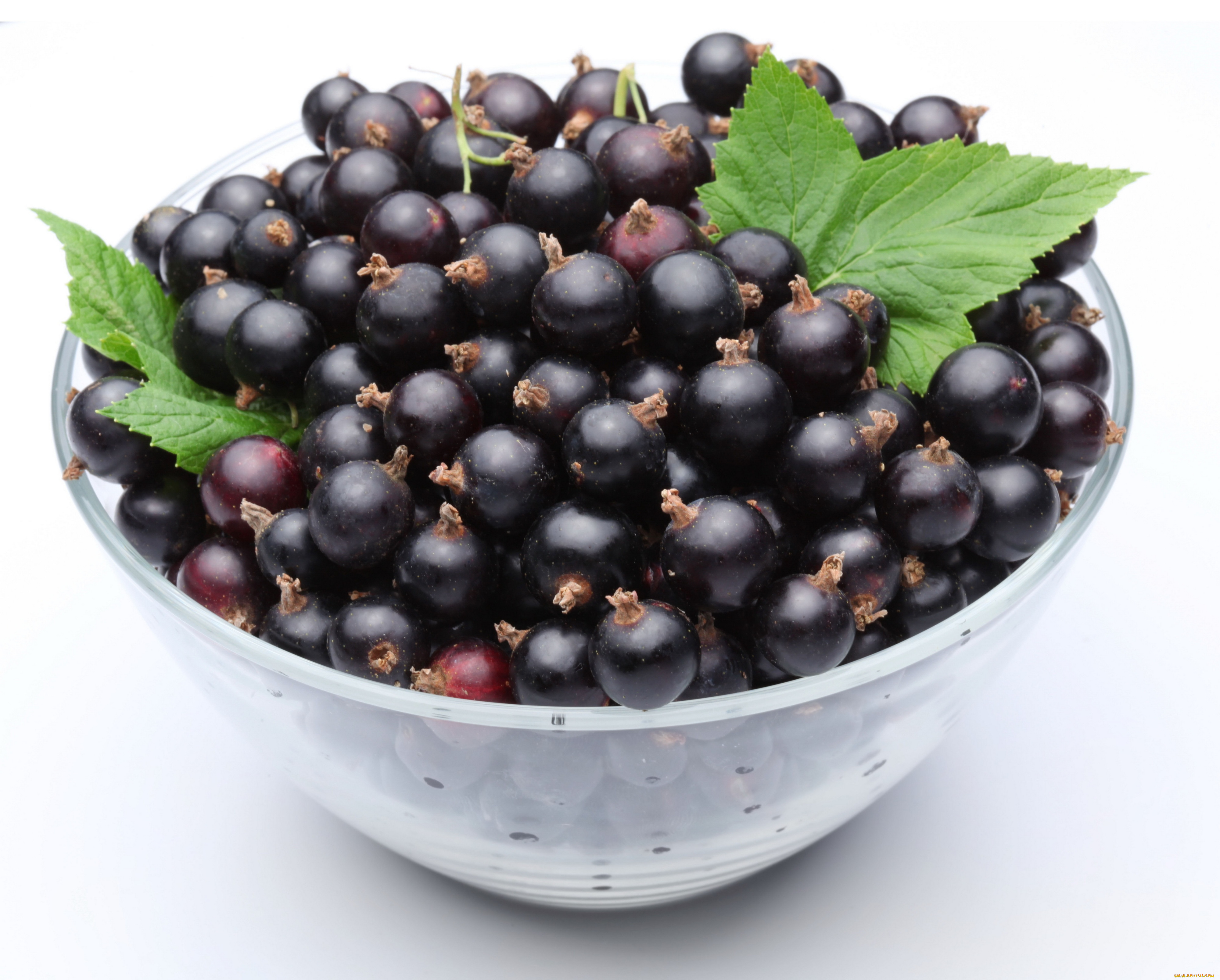 Blackcurrant. Смородина черная Геркулес. Смородина чёрная. Смородина черная красная белая. Смородина черная Трилена.