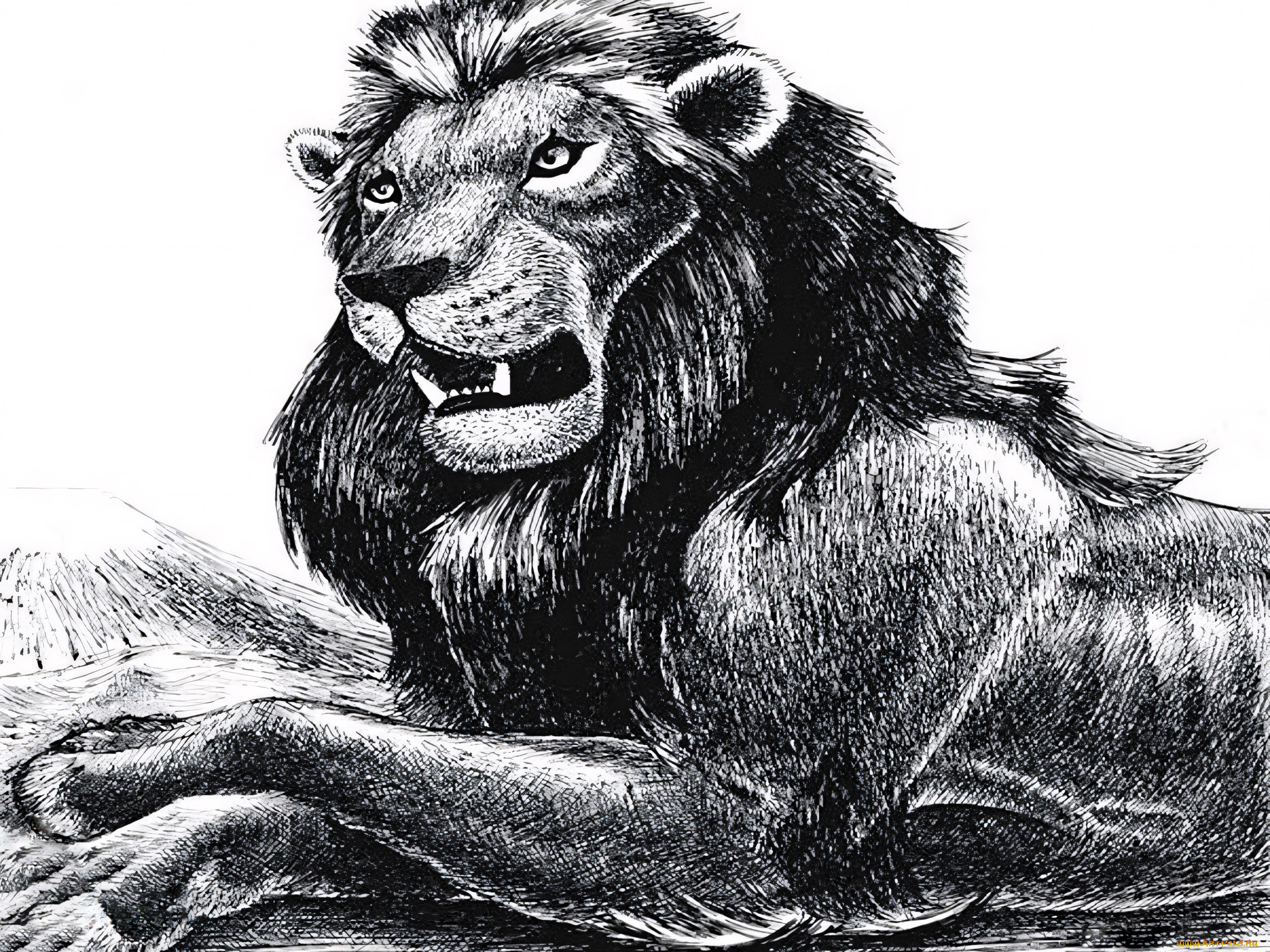 295502, рисованное, животные, , львы, лев
