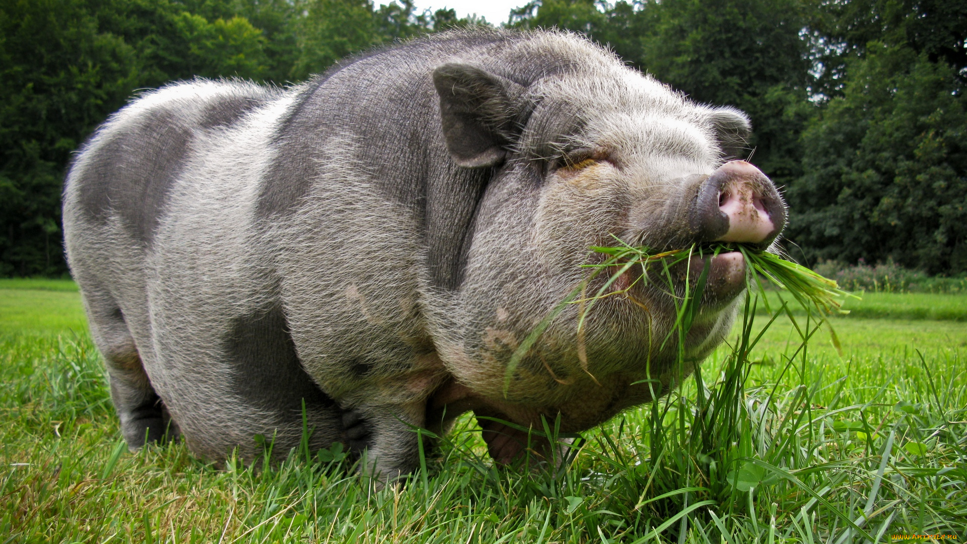 pot, bellied, pig, животные, свиньи, кабаны