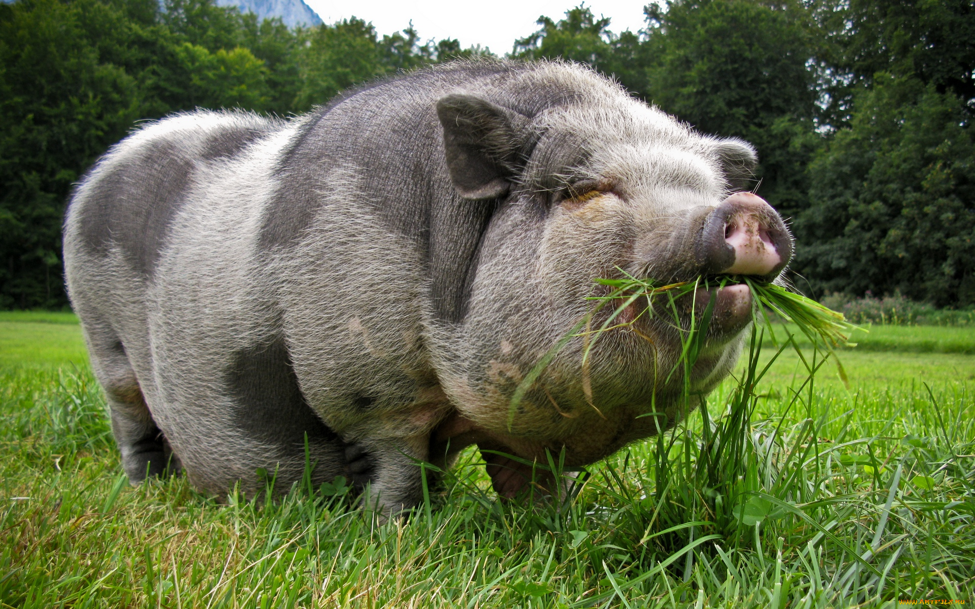pot, bellied, pig, животные, свиньи, кабаны