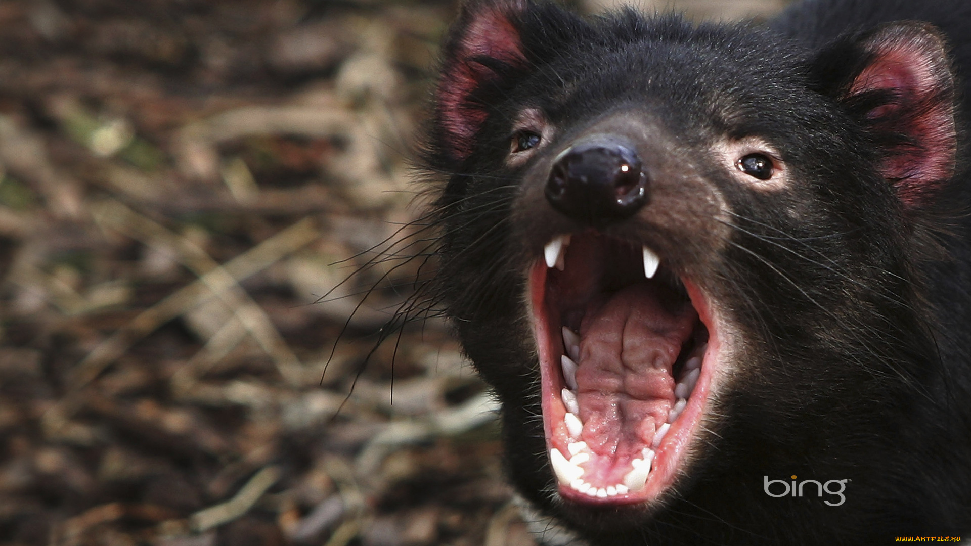 tasmanian, devil, животные, тасманийский, дьявол