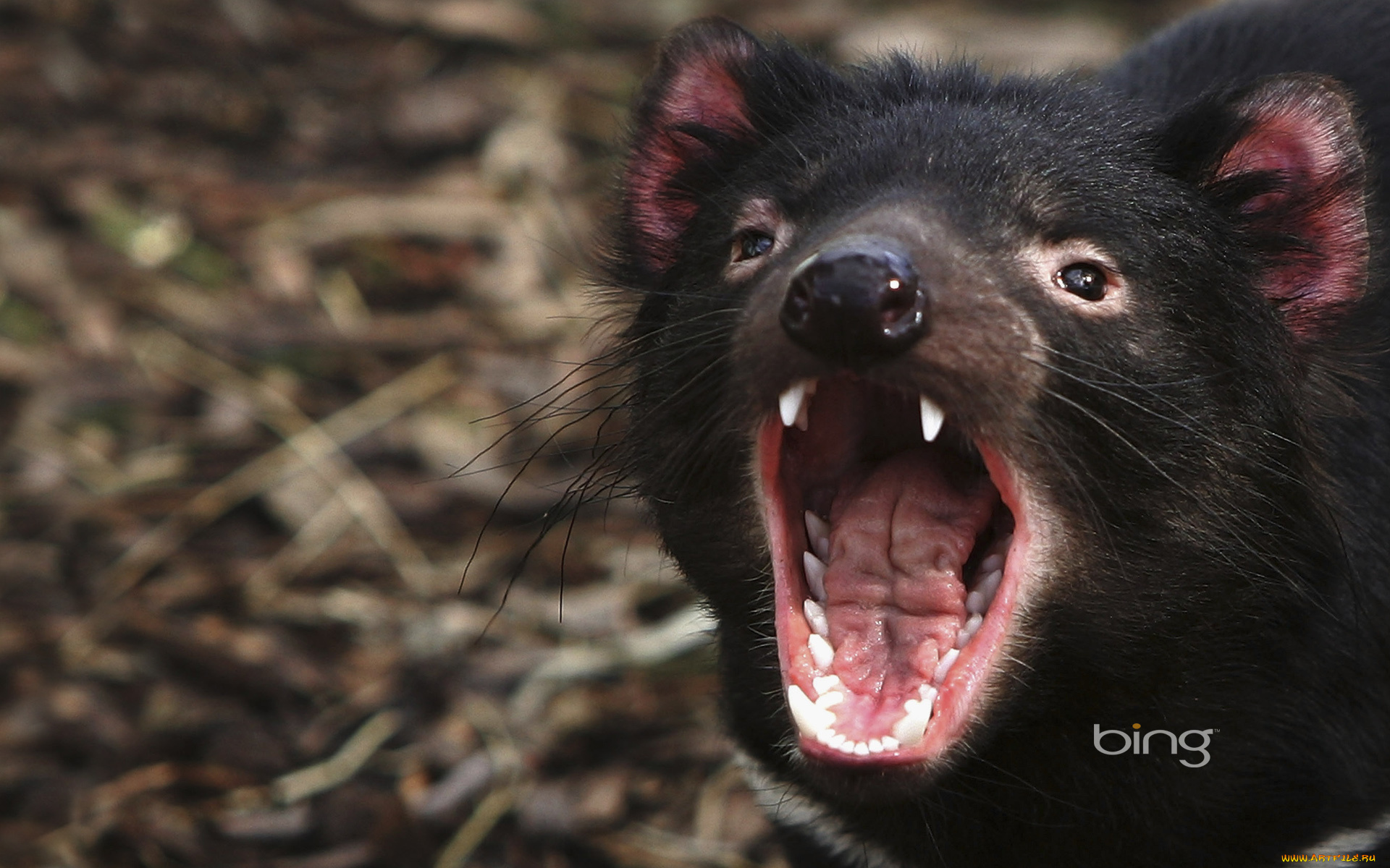 tasmanian, devil, животные, тасманийский, дьявол