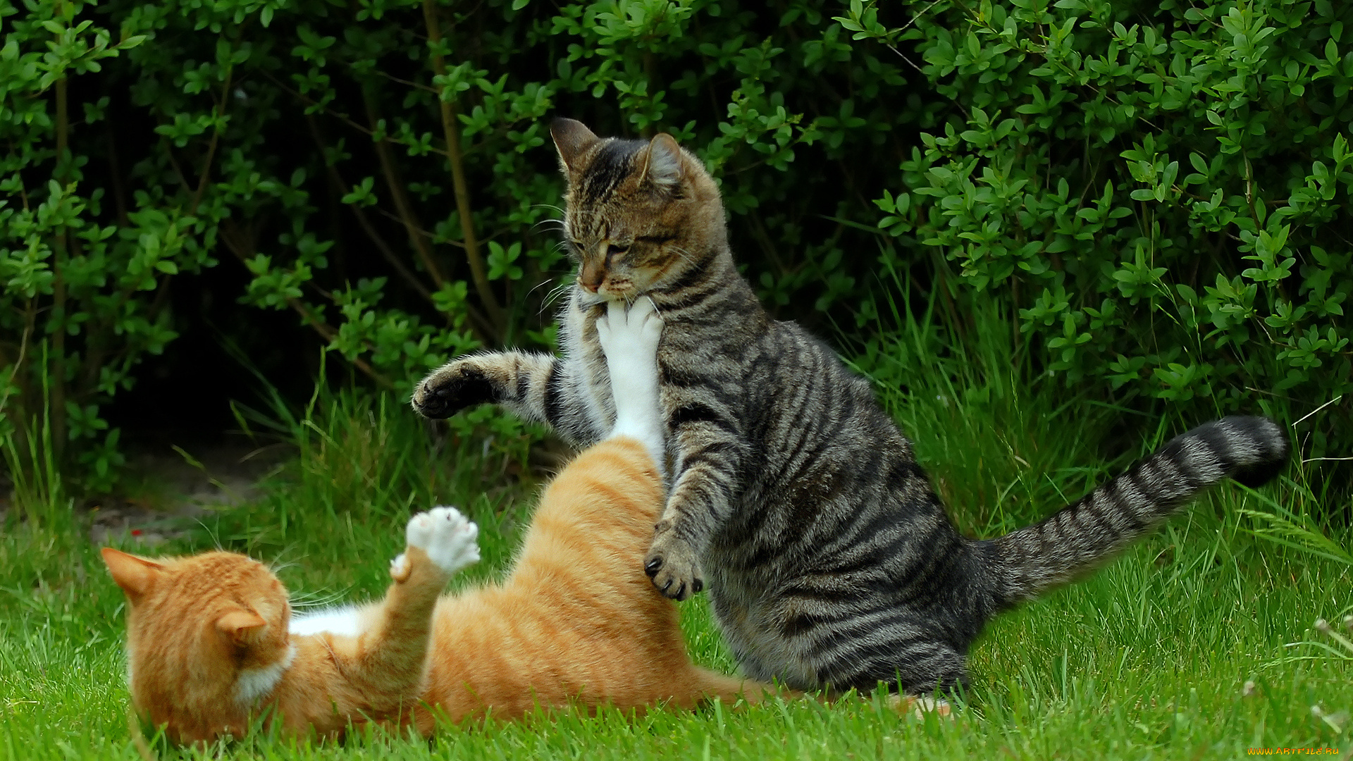 животные, коты, котэ, кунг-фу