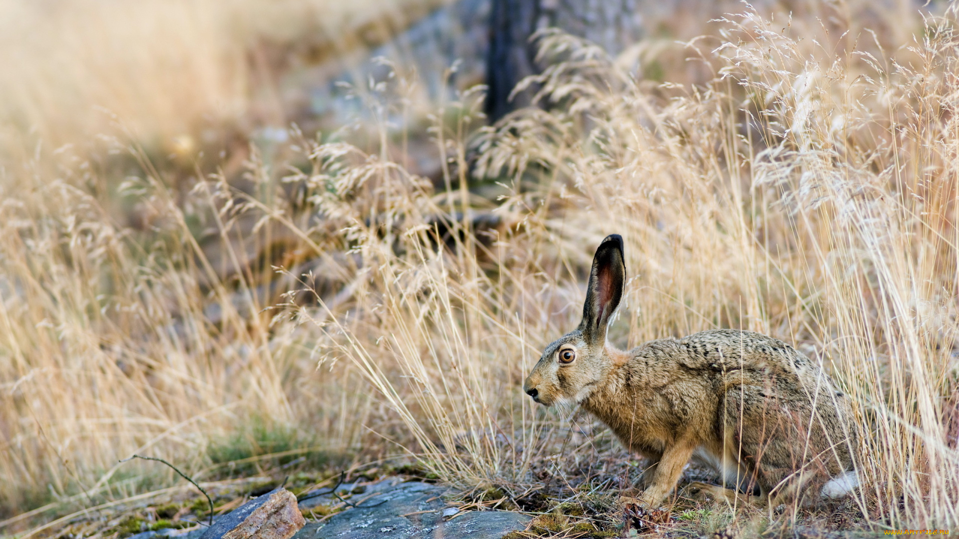животные, кролики, зайцы, заяц, природа, трава, лето