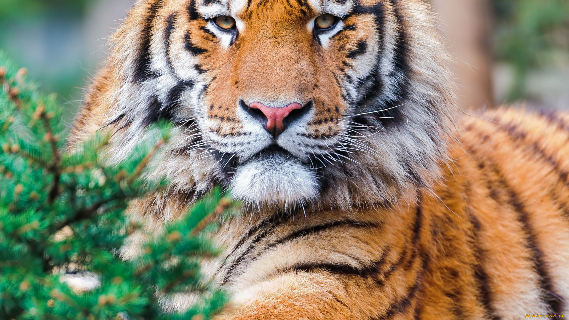 животные, тигры, хищник, взгляд