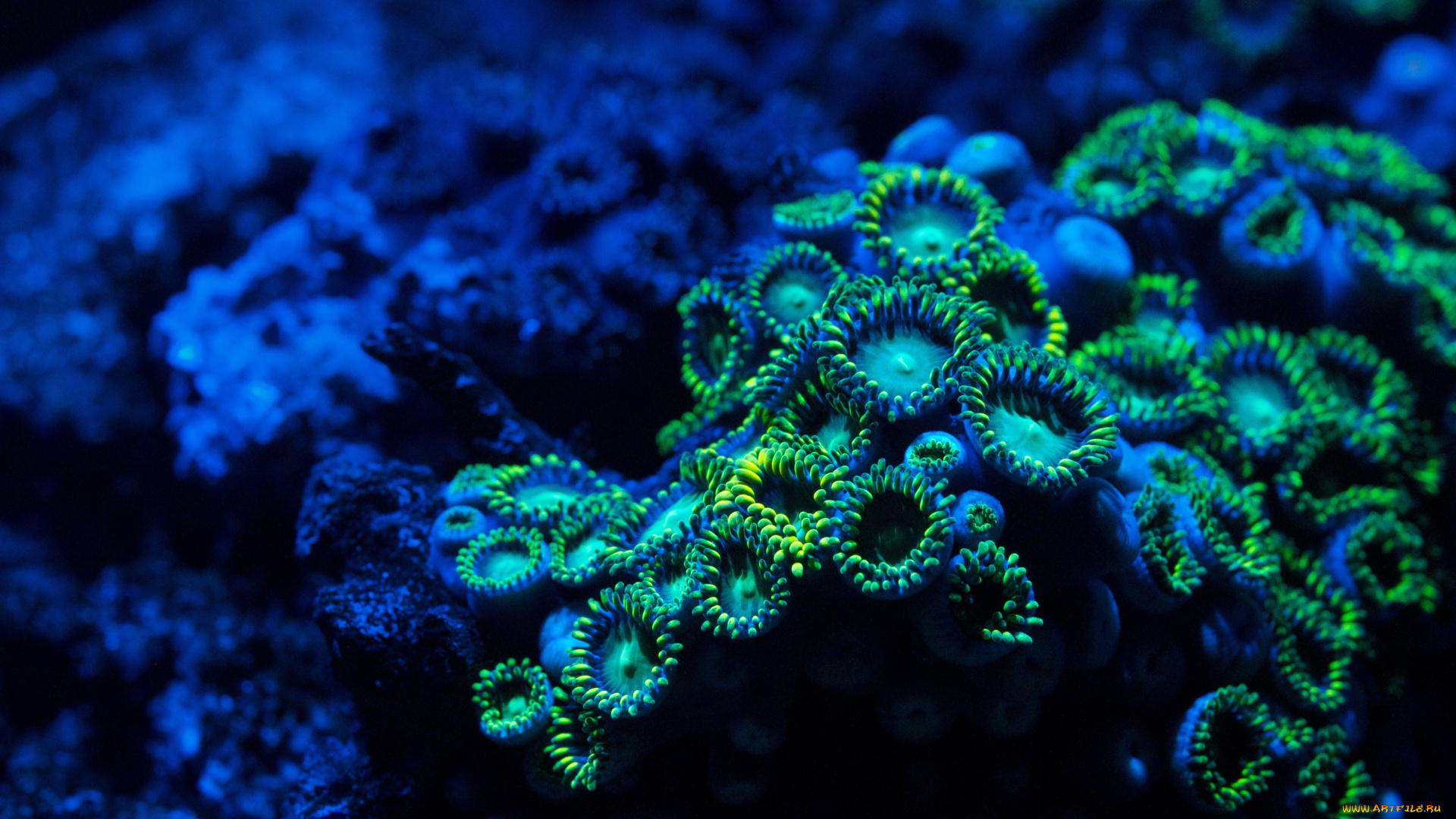 zoa, coral, zoanthid, животные, морская, фауна, подводный, мир