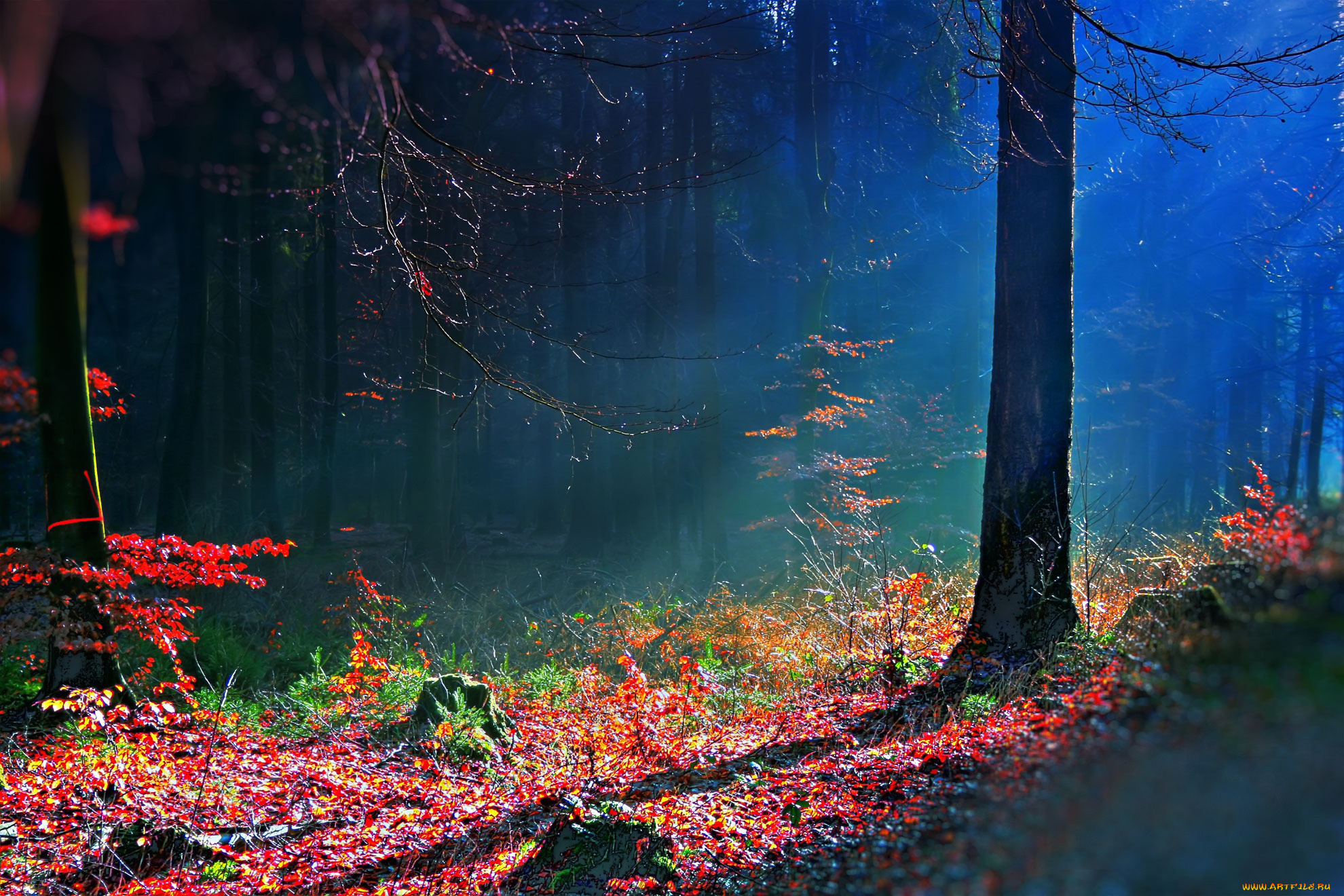 природа, лес, осень, краски