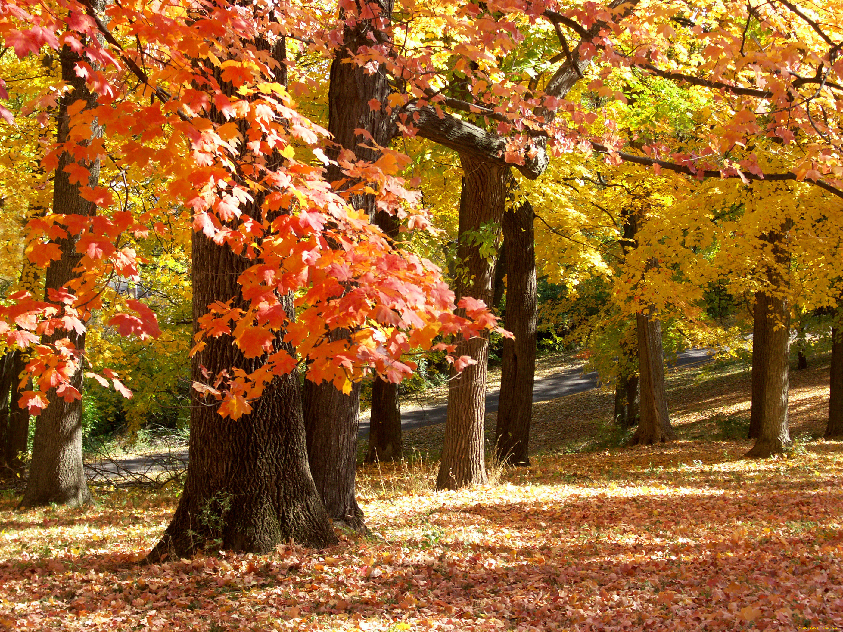 november, in, missouri, природа, деревья, парк, осень