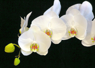 Картинка цветы орхидеи белый ветка