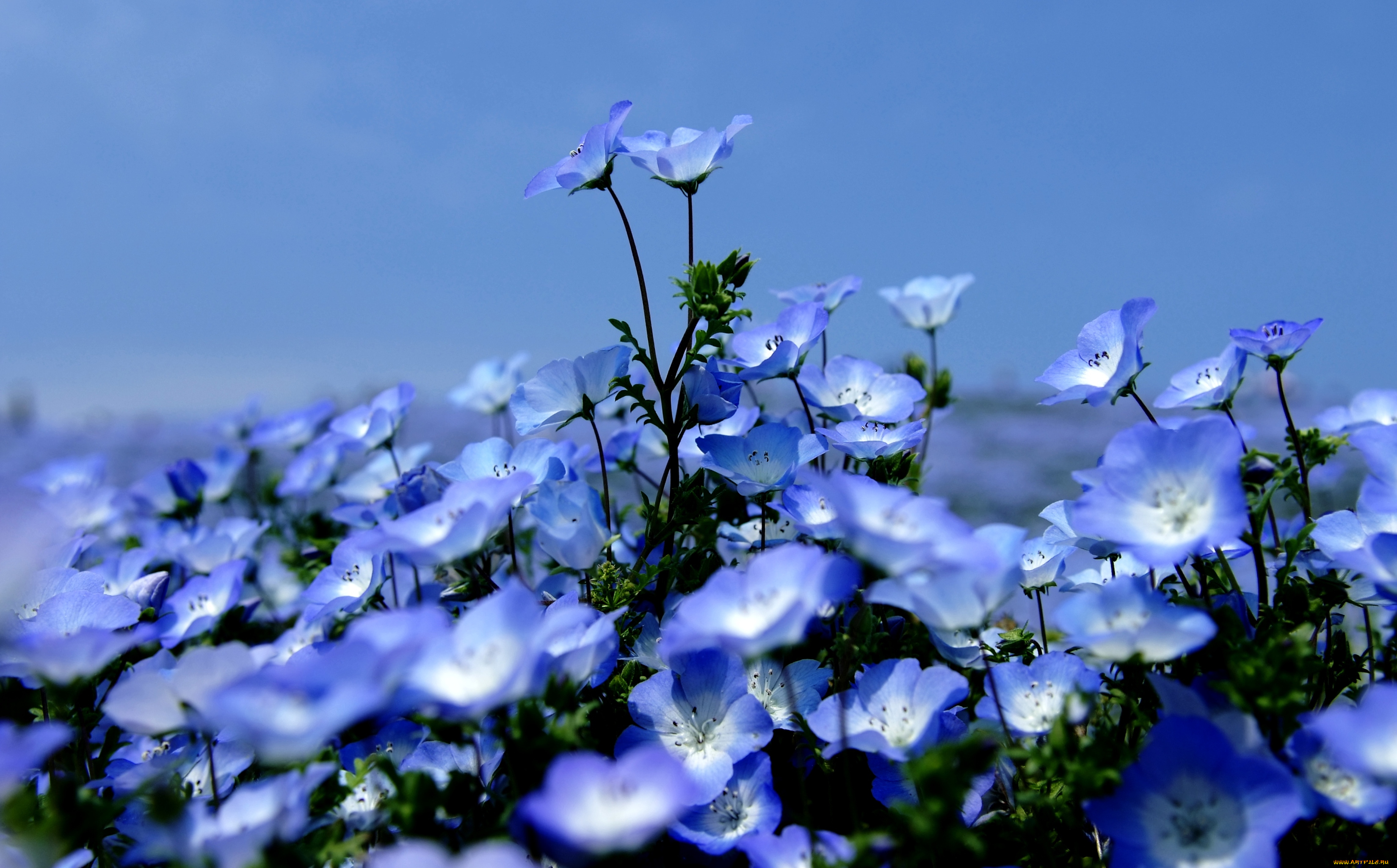 цветы, немофилы, вероники, небо, голубой