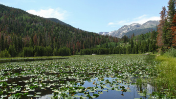 Картинка природа горы cub lake rocky mountain национальные парки