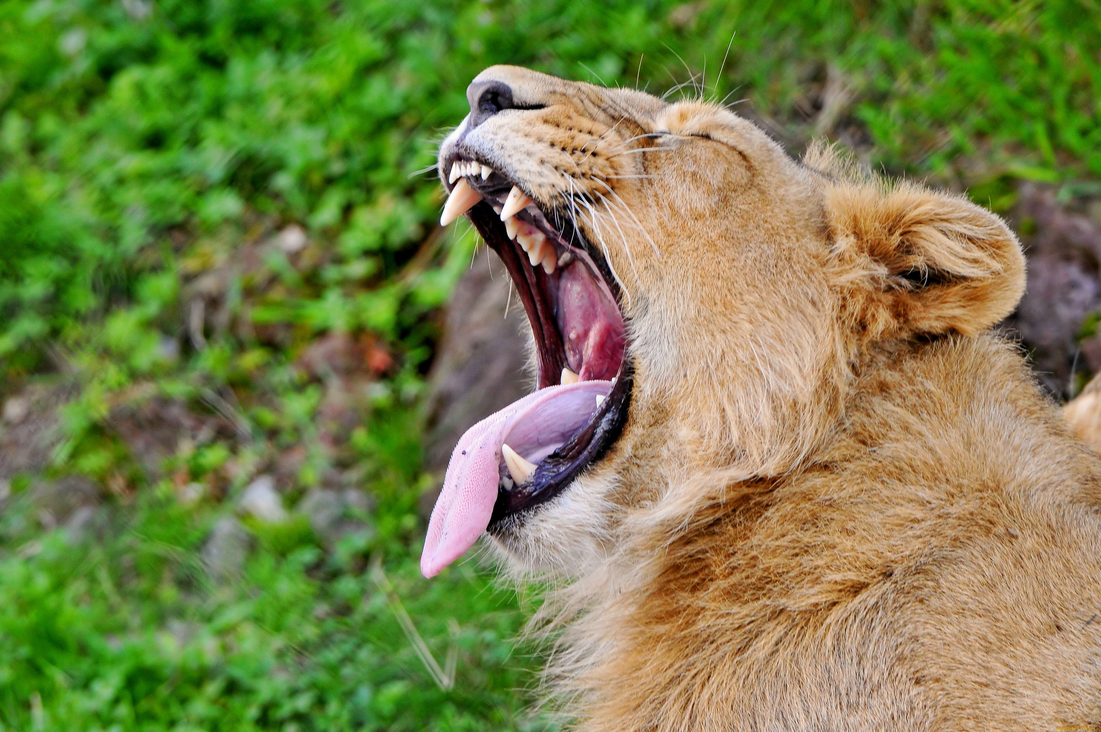 животные, львы, язык, пасть