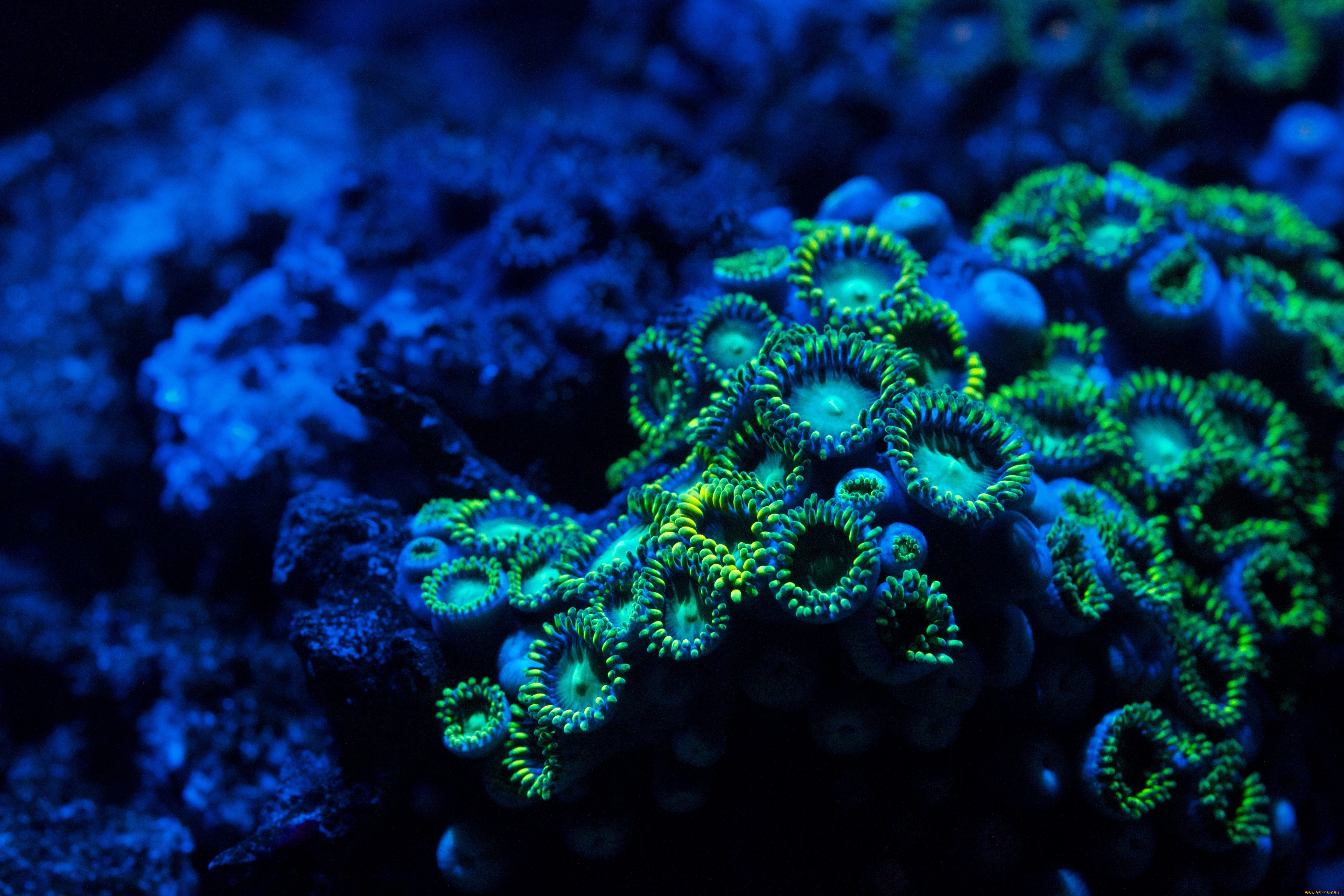 zoa, coral, zoanthid, животные, морская, фауна, подводный, мир