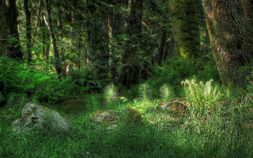 Картинка природа лес свет деревья трава