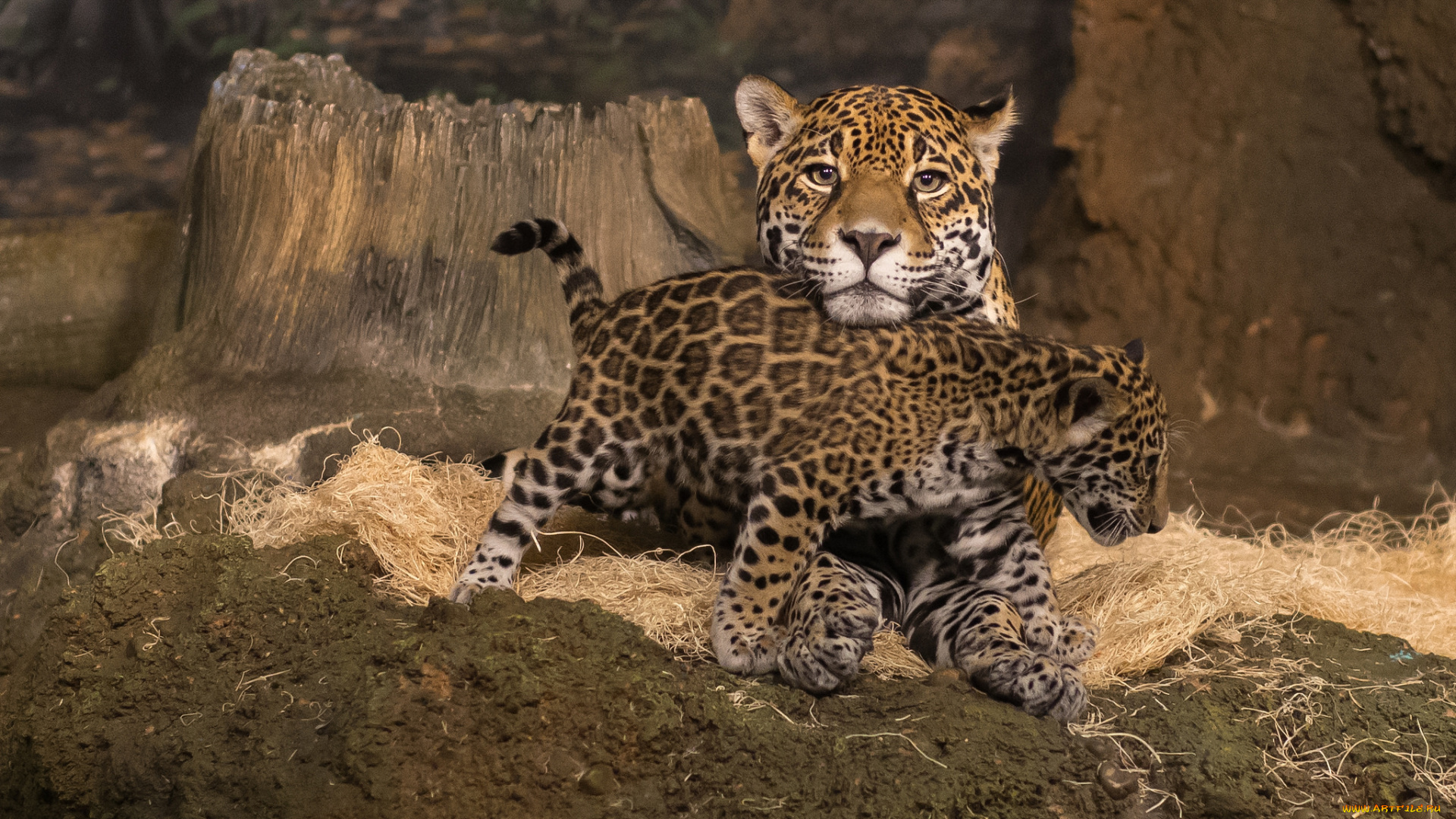 mother, jaguar, and, cub, животные, Ягуары, малыш, ягуар