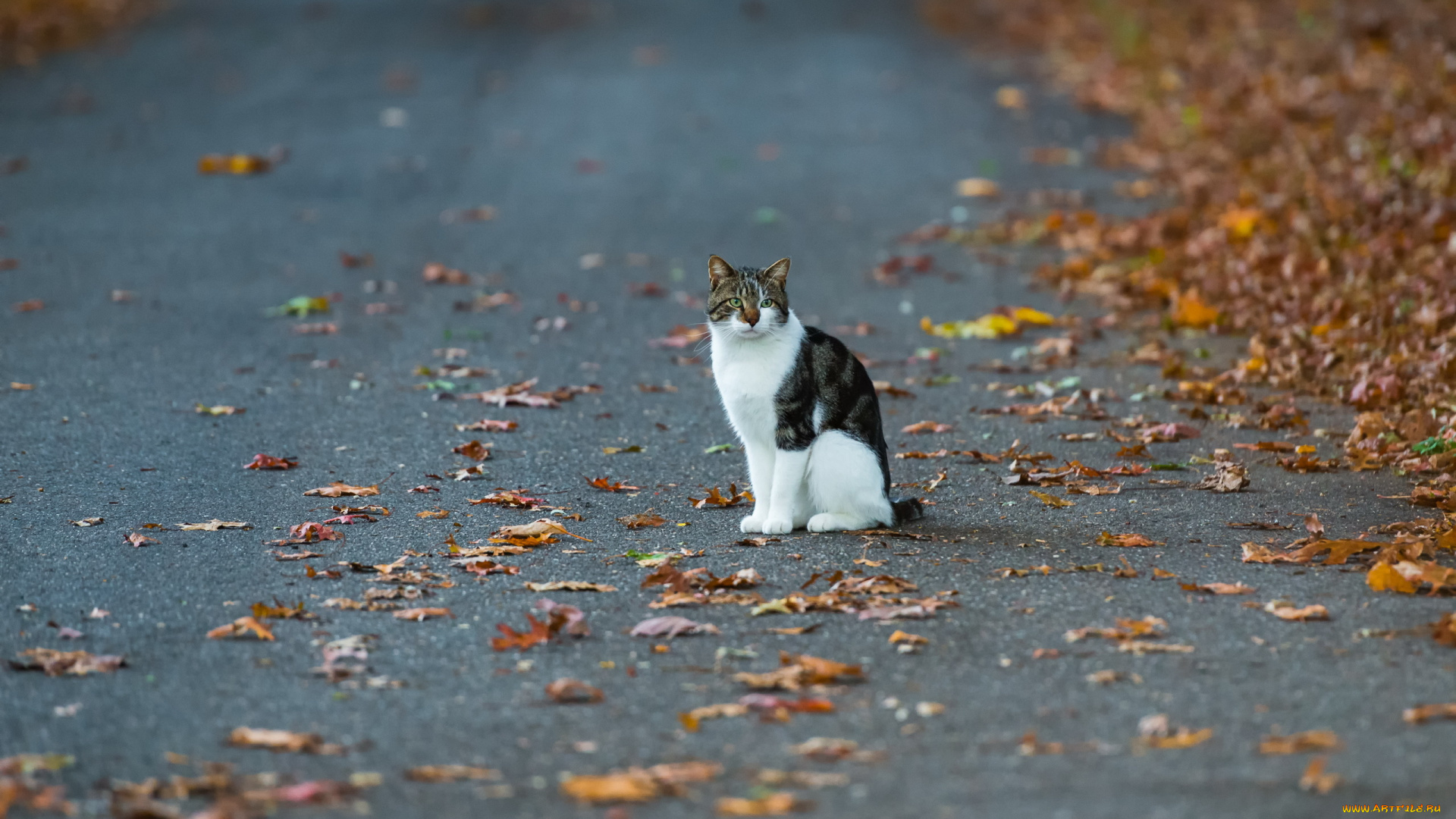 животные, коты, осень, улица, кошка