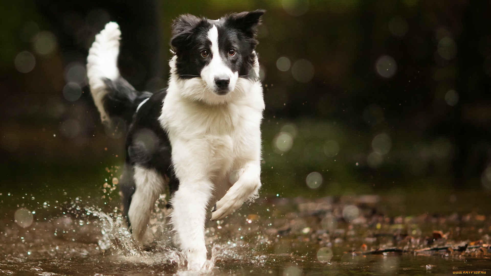 животные, собаки, вода, собака, bordercollie