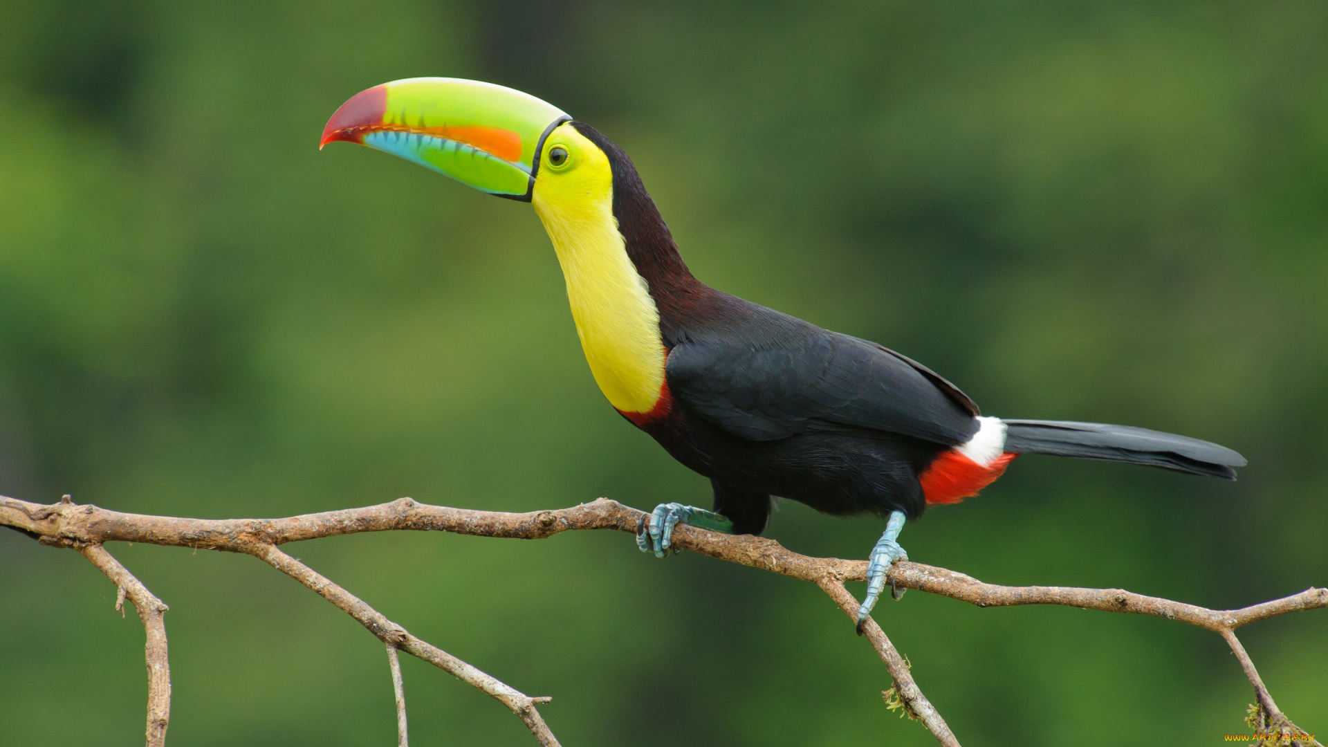 животные, туканы, цвета, глаз, ветка, toucan, beak, eye, branch, colors, тукан, клюв