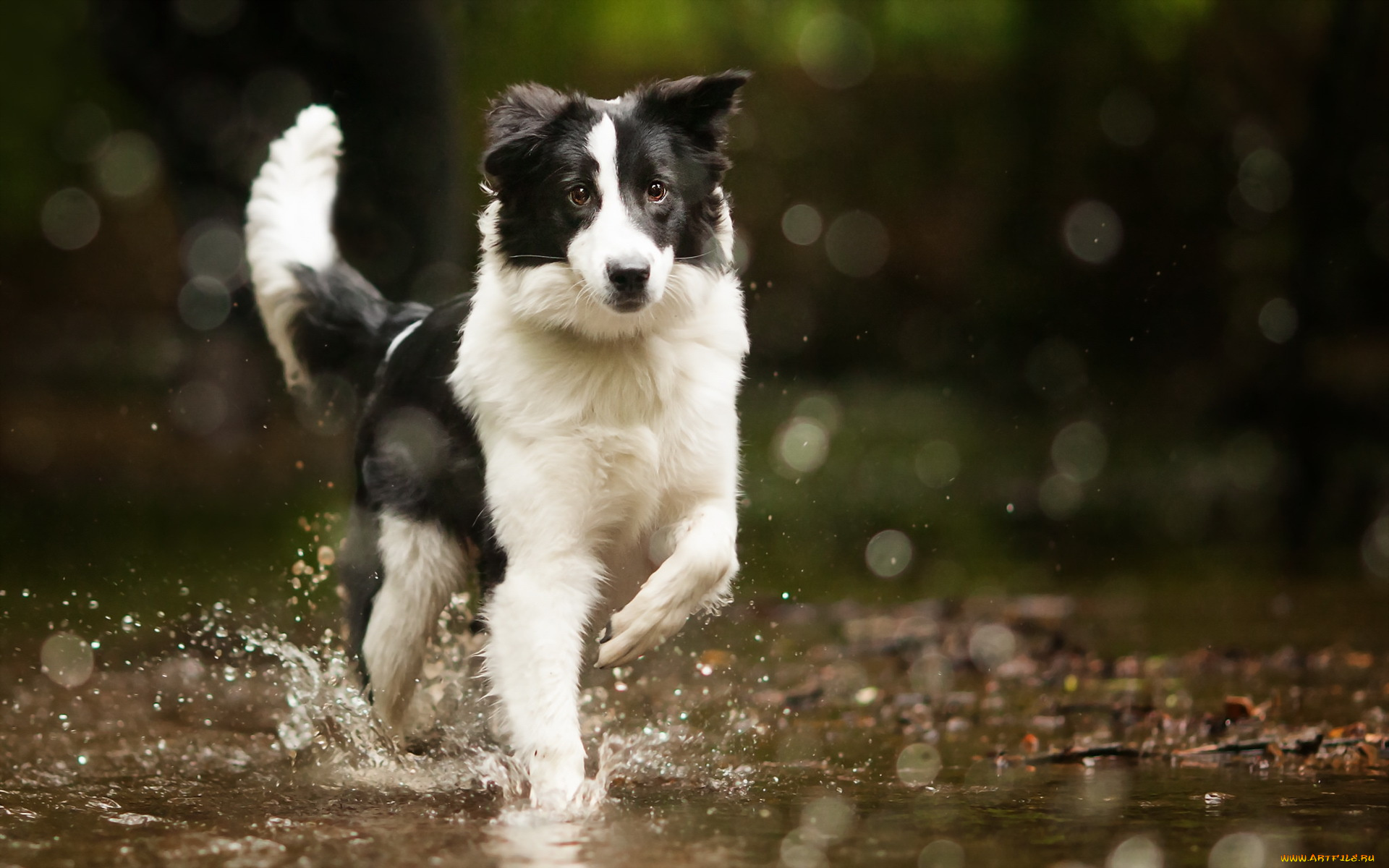 собака трава земля животное вода отражение Бордер Колли бесплатно