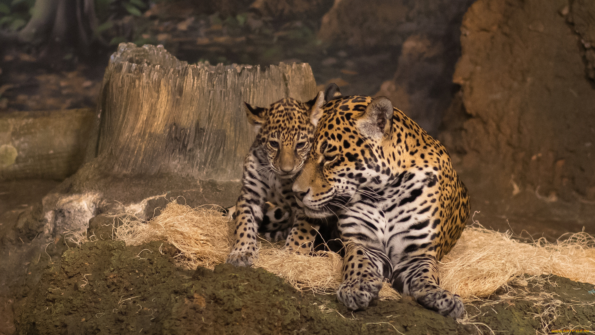 mother, jaguar, and, cub, животные, Ягуары, малыш, ягуар