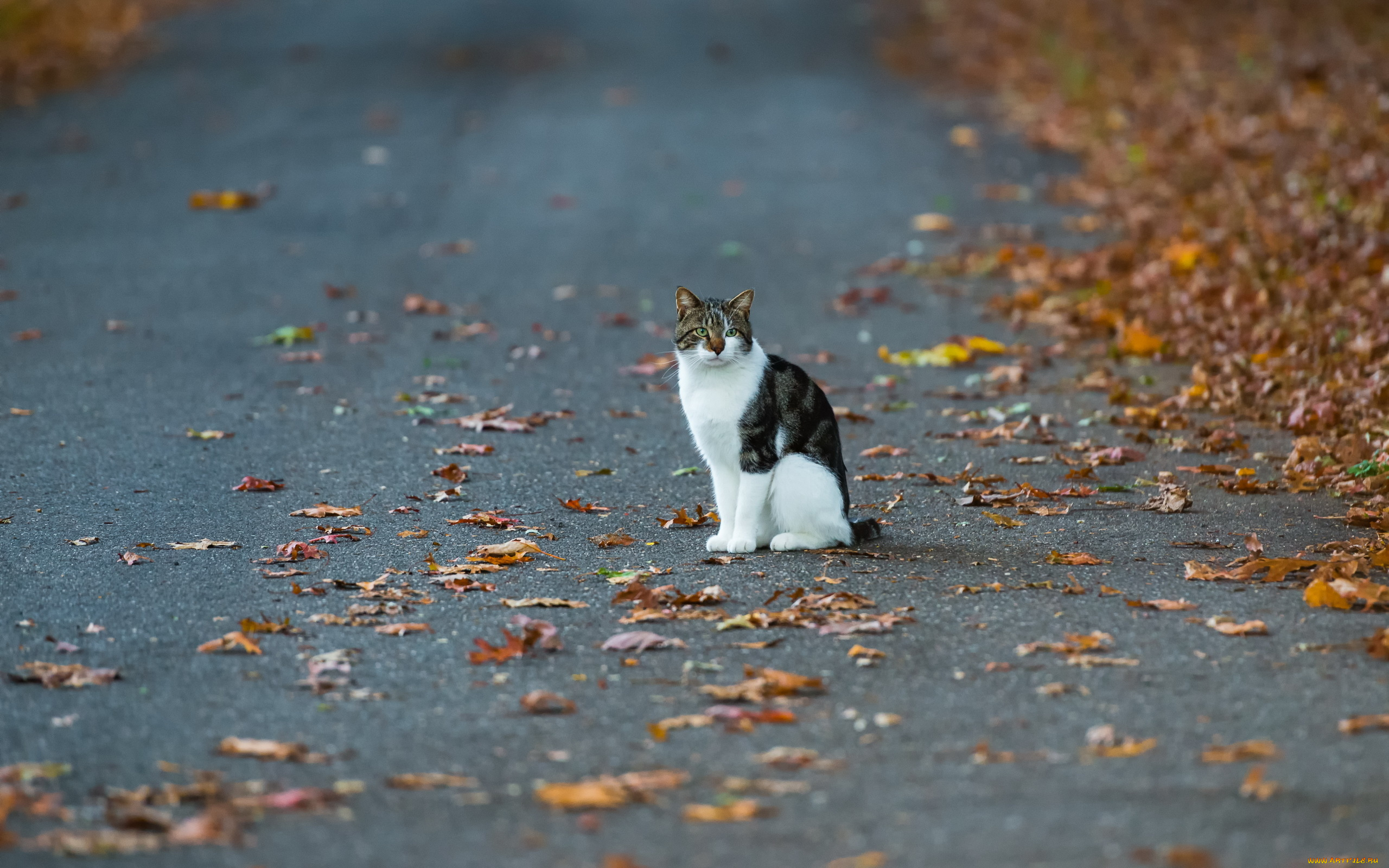 животные, коты, осень, улица, кошка
