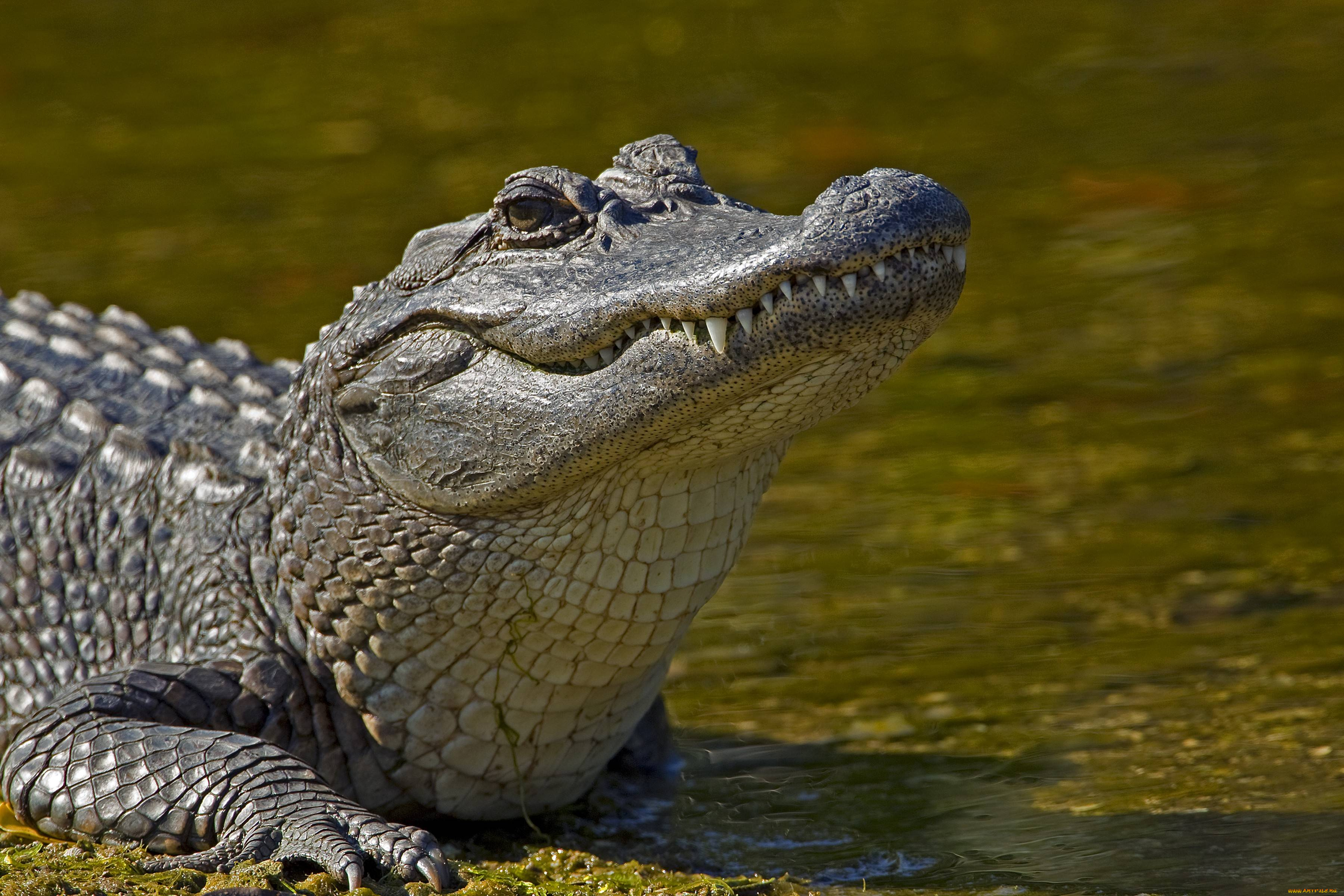 Alli Gator Photoshoot