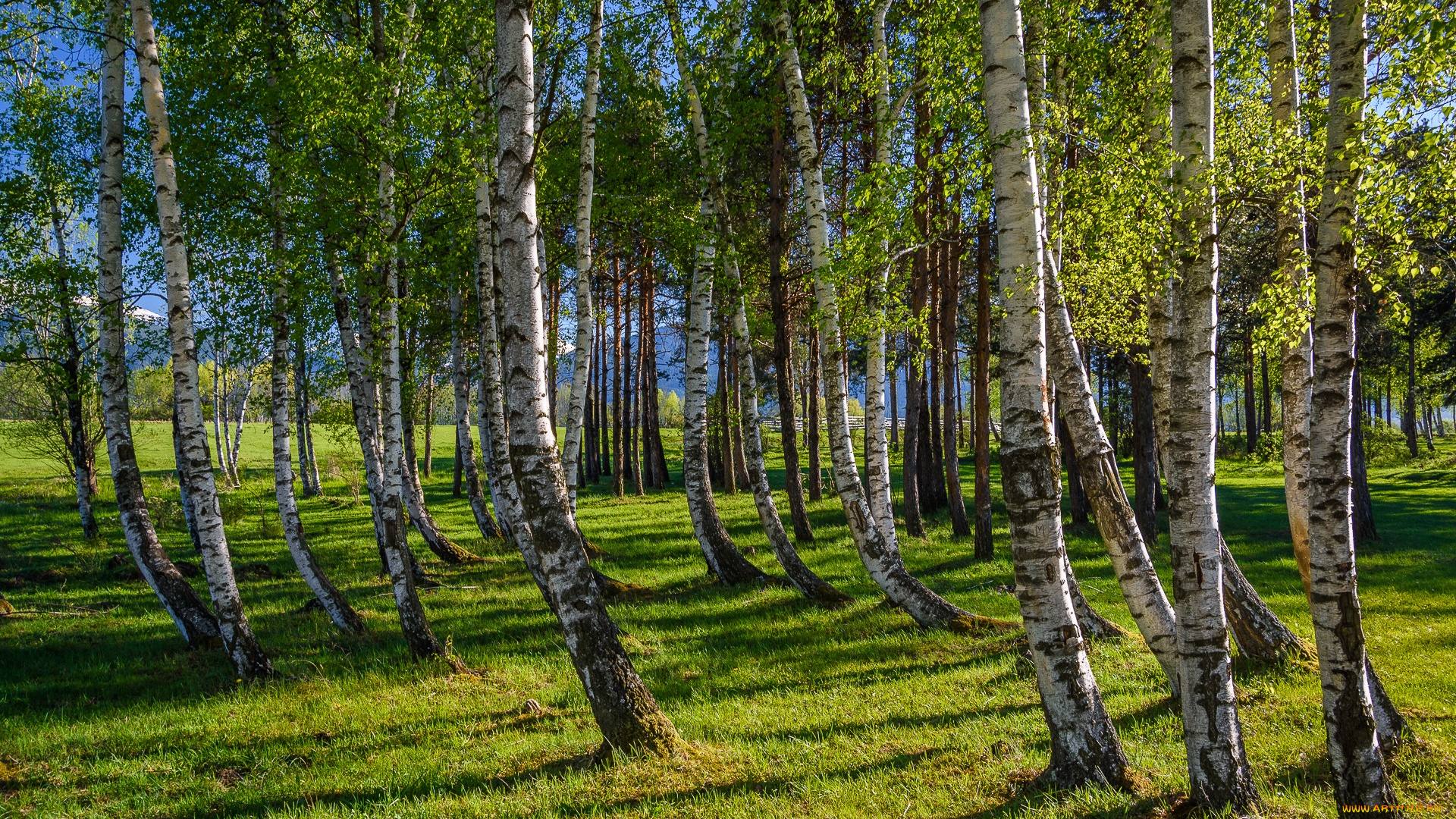 природа, лес, стволы, деревья