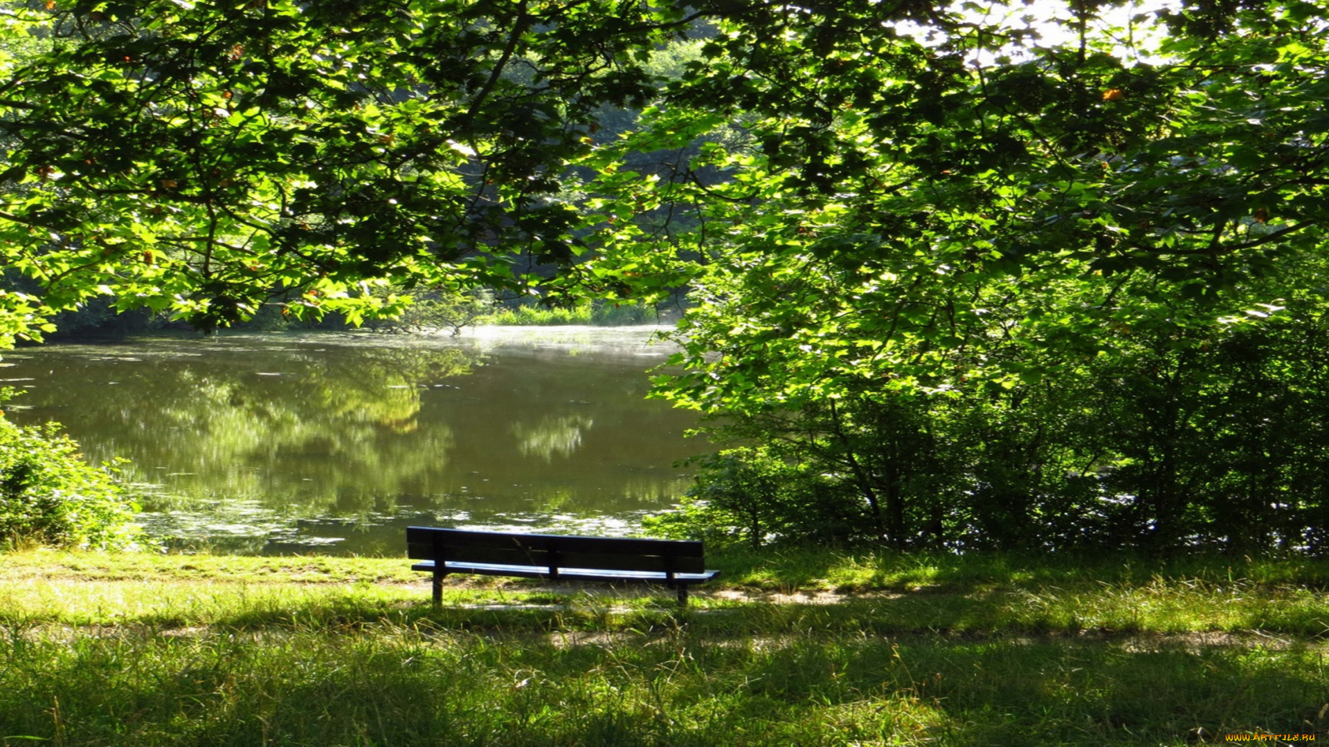 природа, парк, пруд, скамейка, деревья, лето, покой