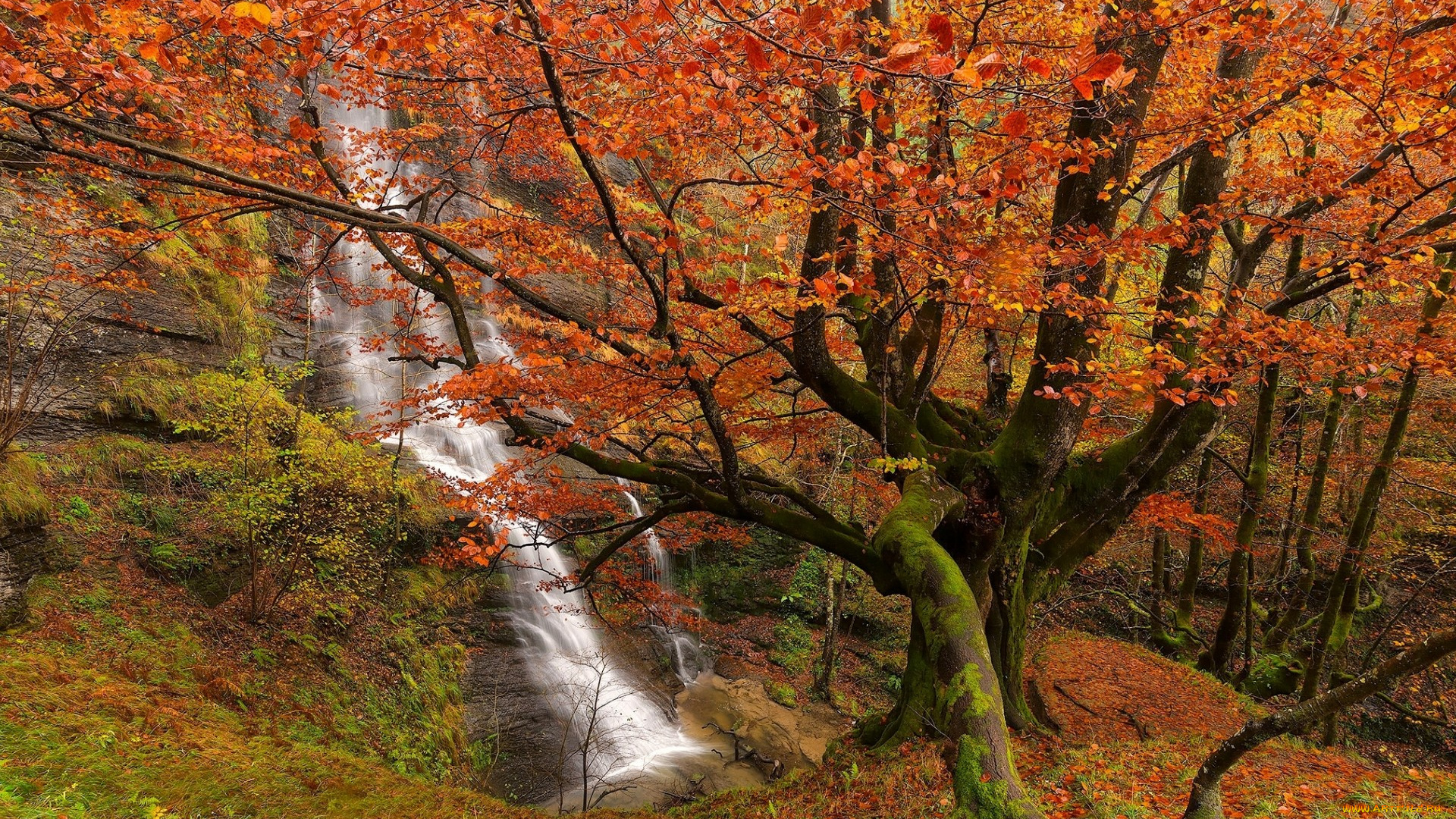 природа, водопады, скала, осень, лес, поток