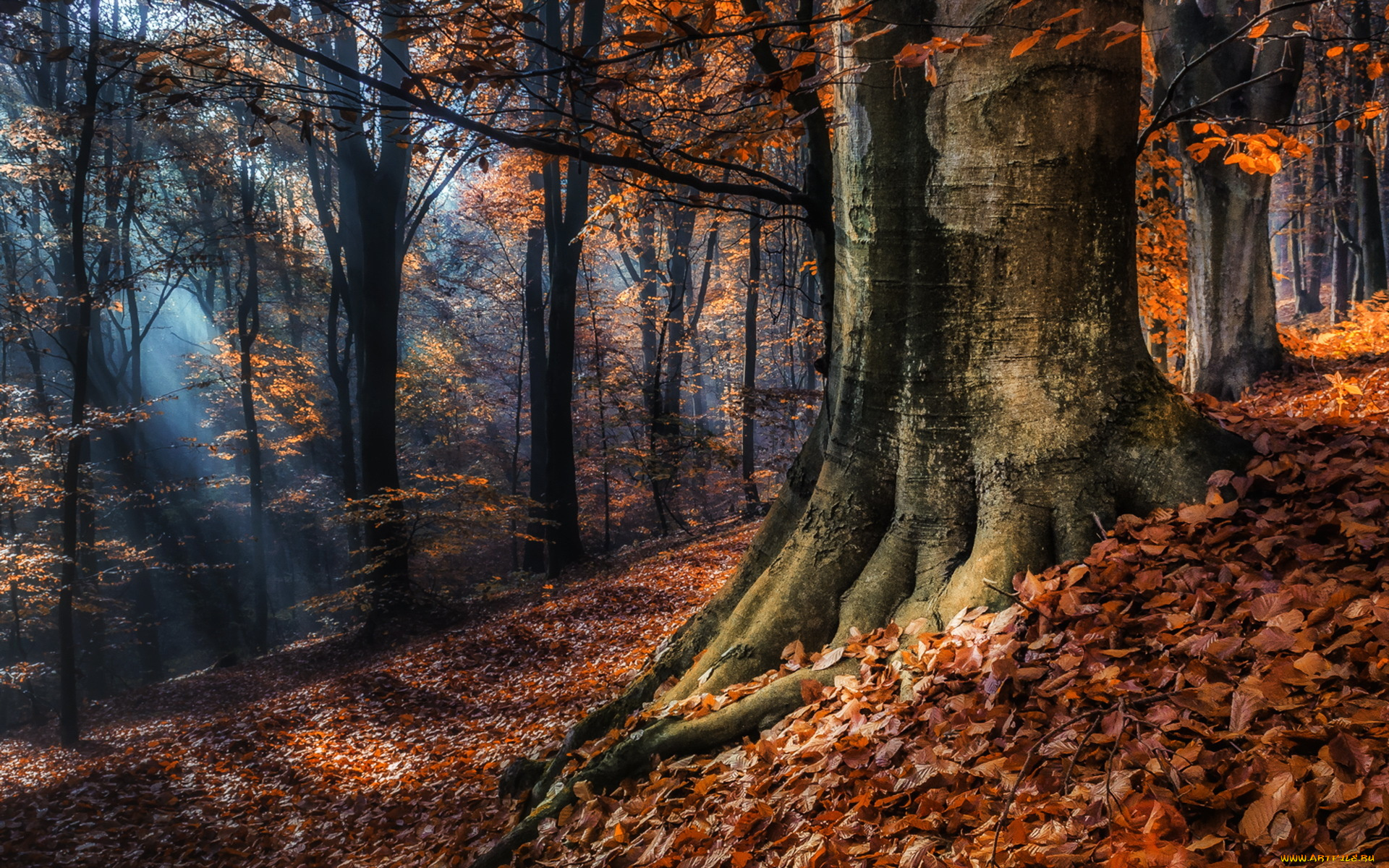 природа деревья осень лес без смс
