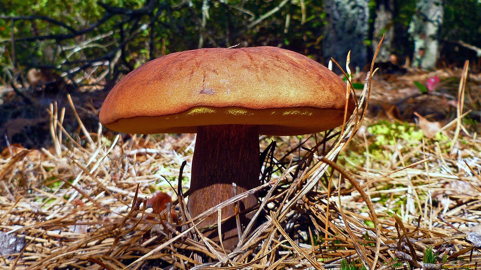 природа, грибы, польский