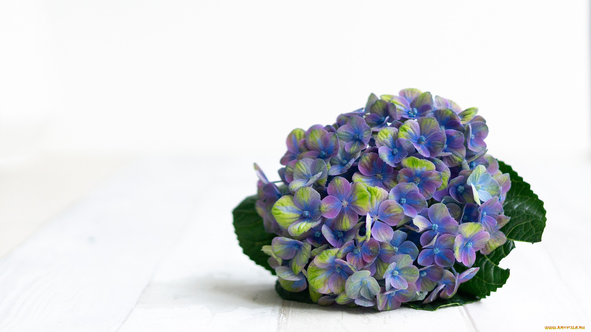 цветы, гортензия, фиолетовый, цвести, пурпурный, синий