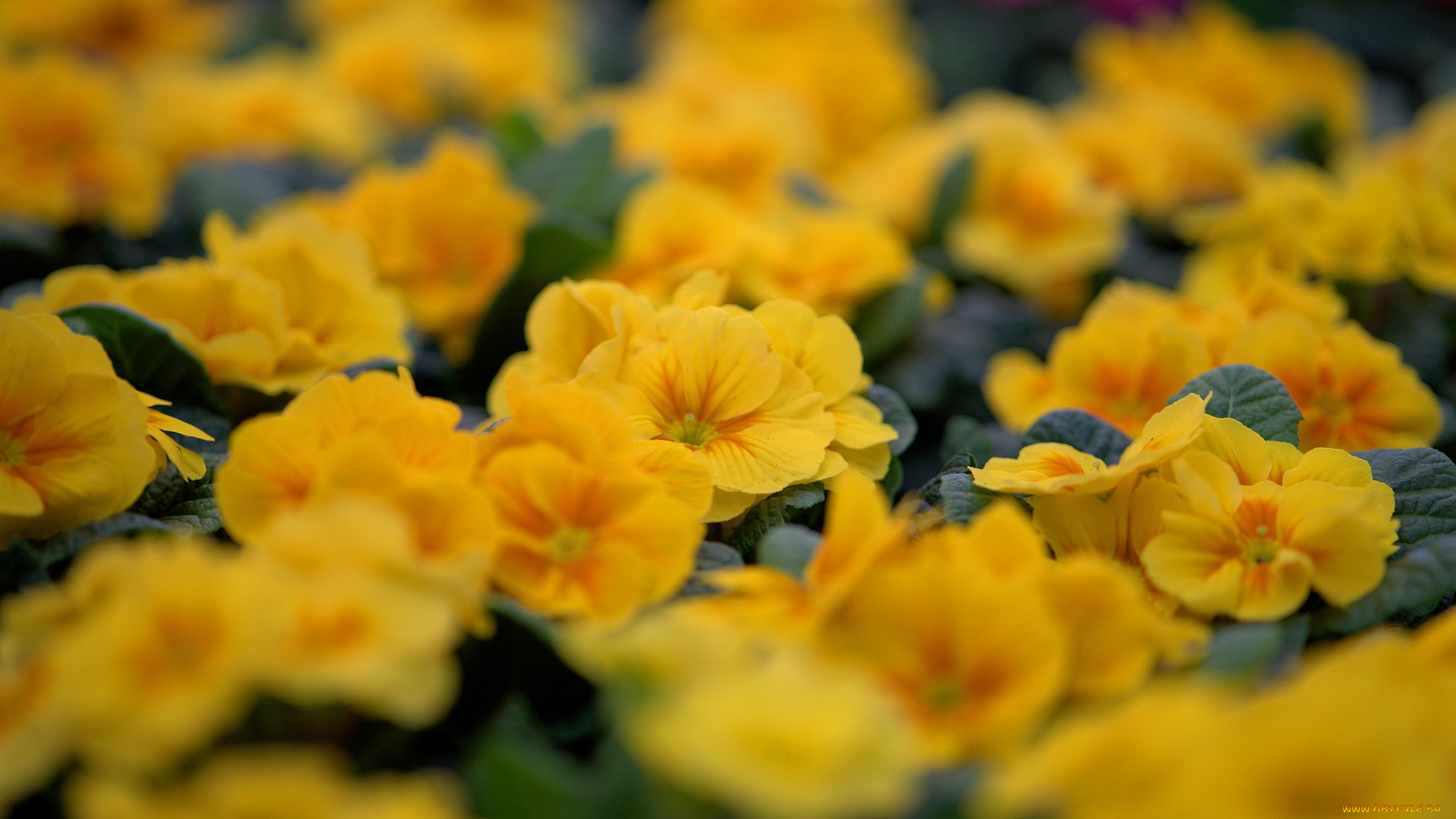 цветы, примулы, первоцвет, жёлтый, весна