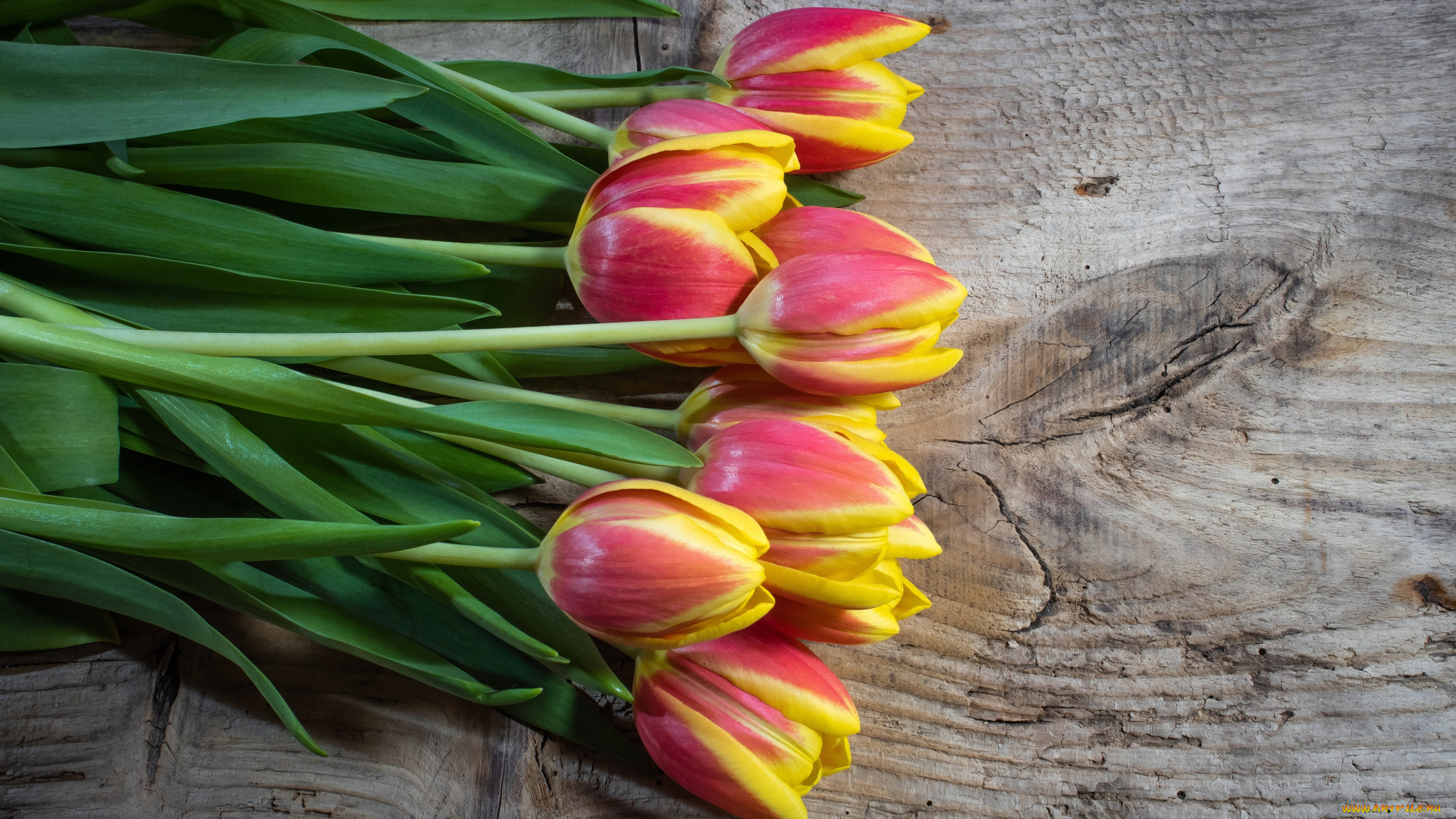 цветы, тюльпаны, букет, весна, природы