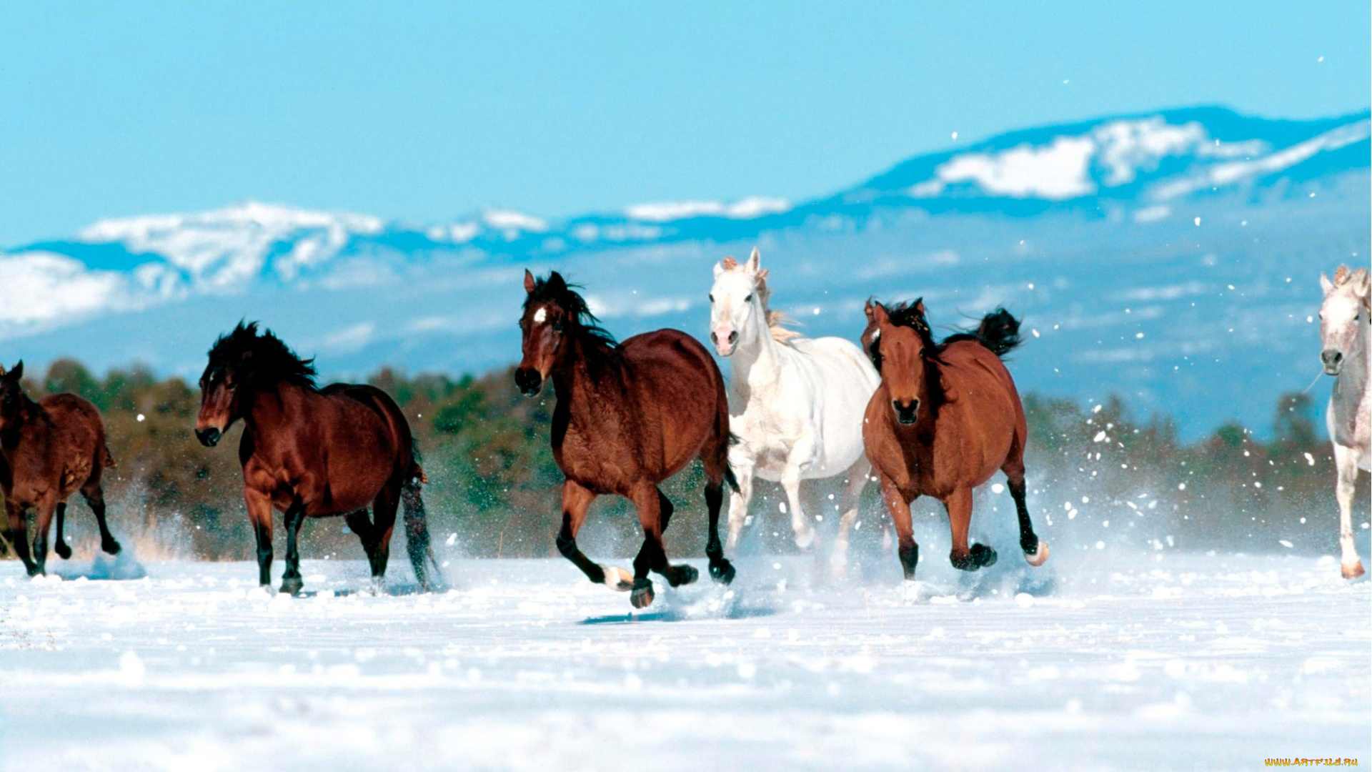 животные, лошади, табун, снег, горы