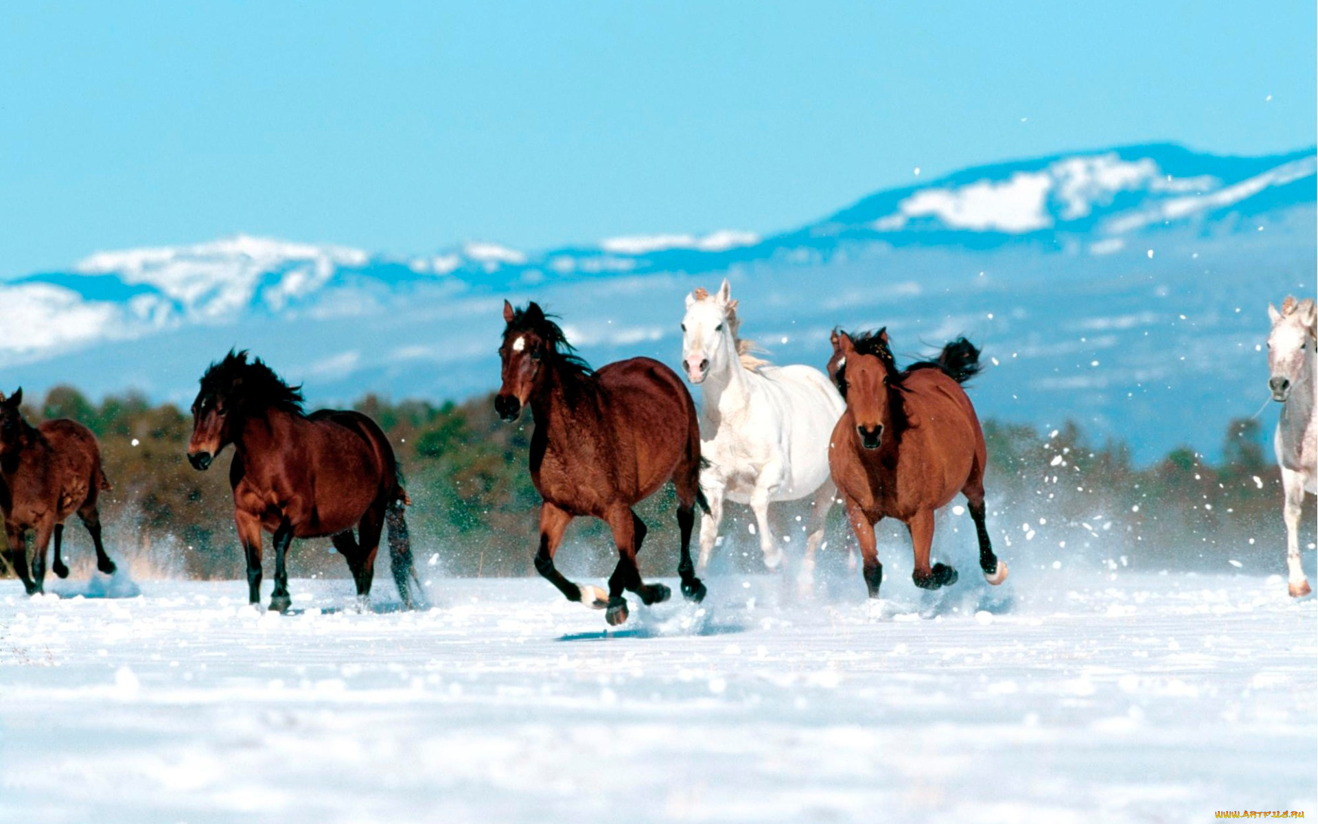 животные, лошади, табун, снег, горы