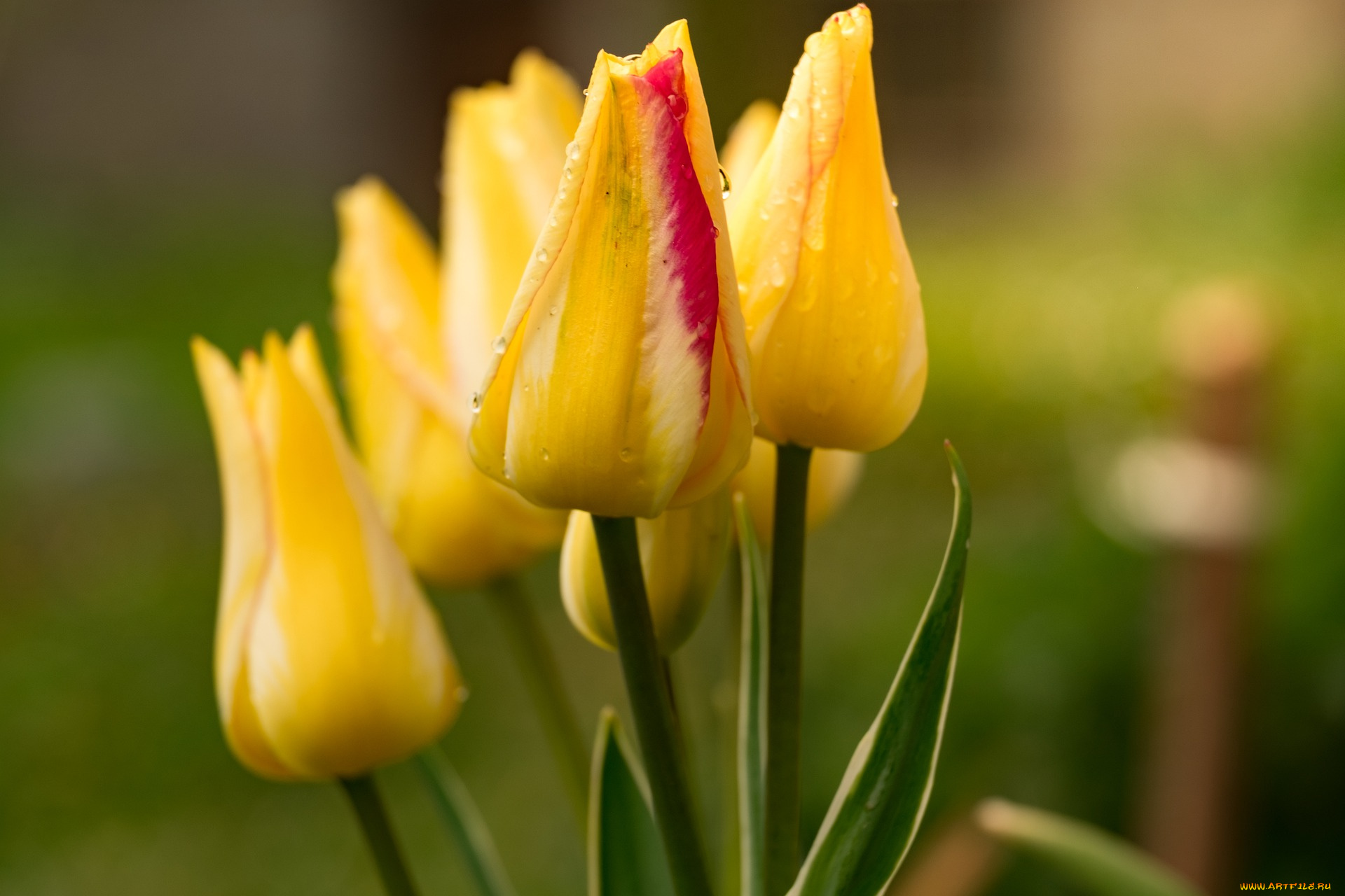 цветы, тюльпаны, цветок, тюльпан, жёлтый, весна, сад, природа
