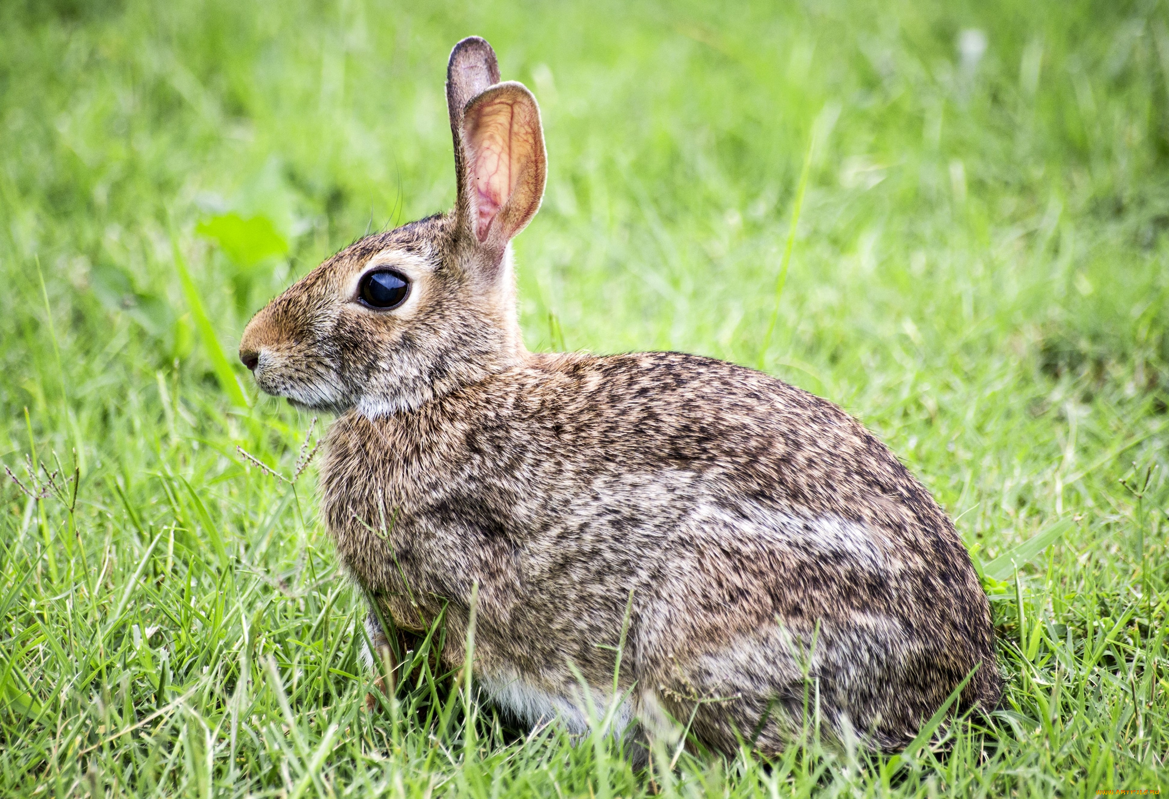 кролик, животные, кролики, , зайцы, трава