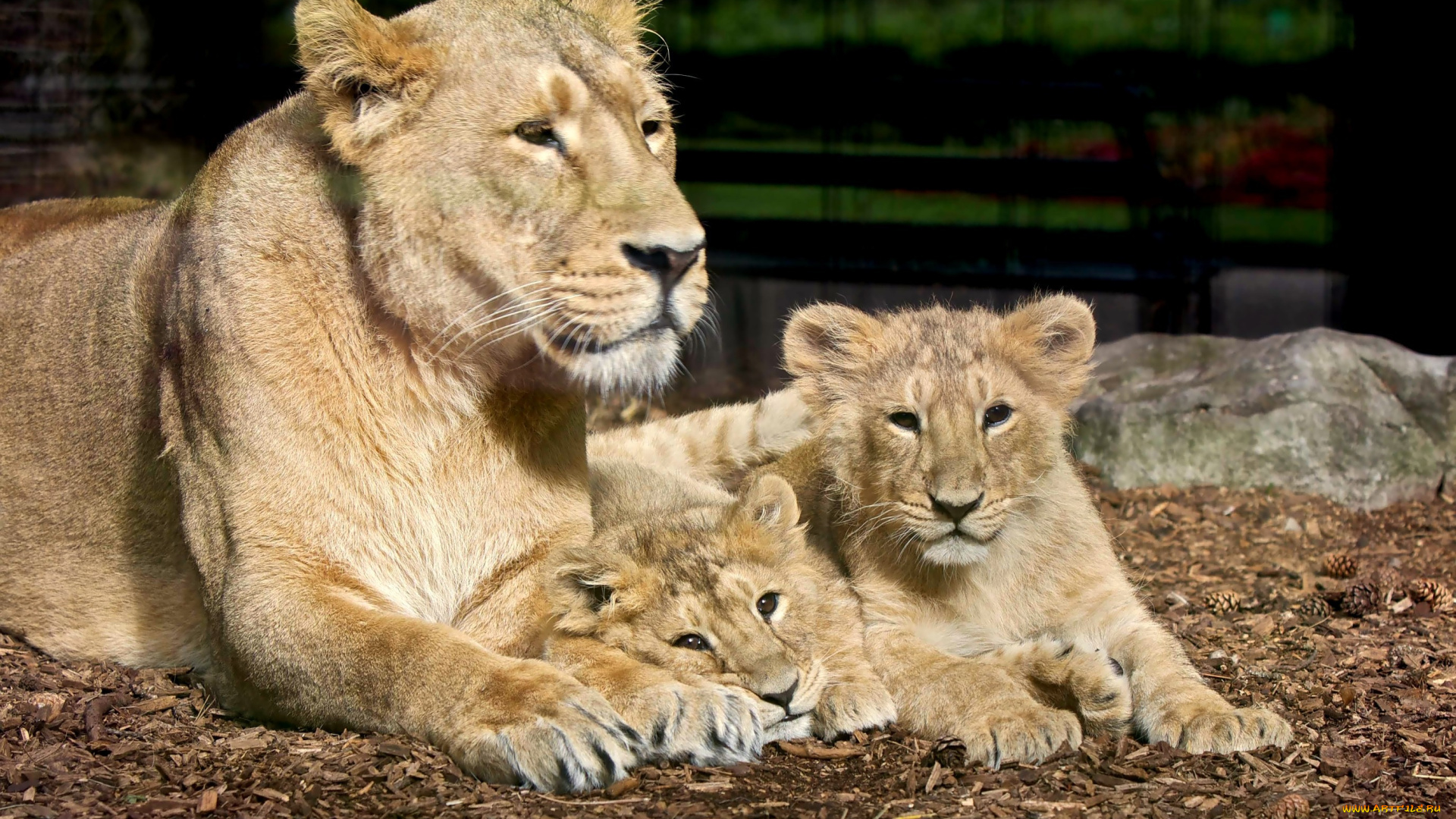 животные, львы, семья, малыши
