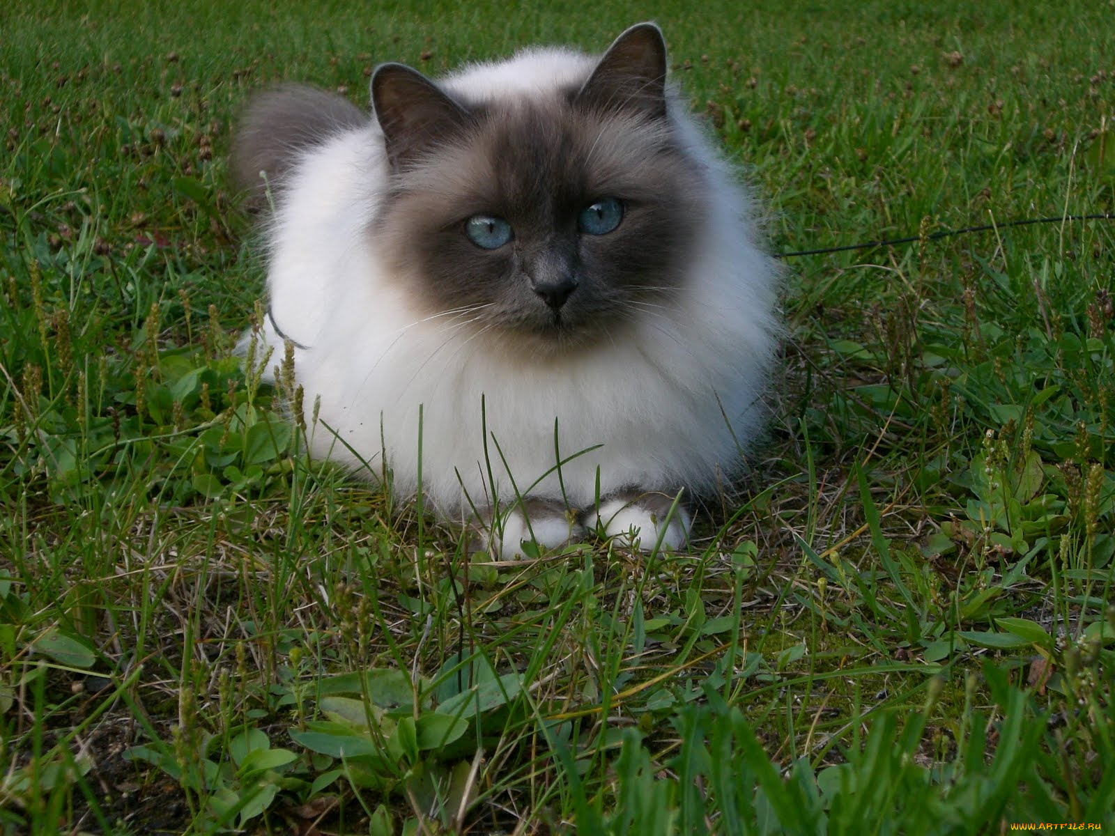 животные, коты, cat, сиамский