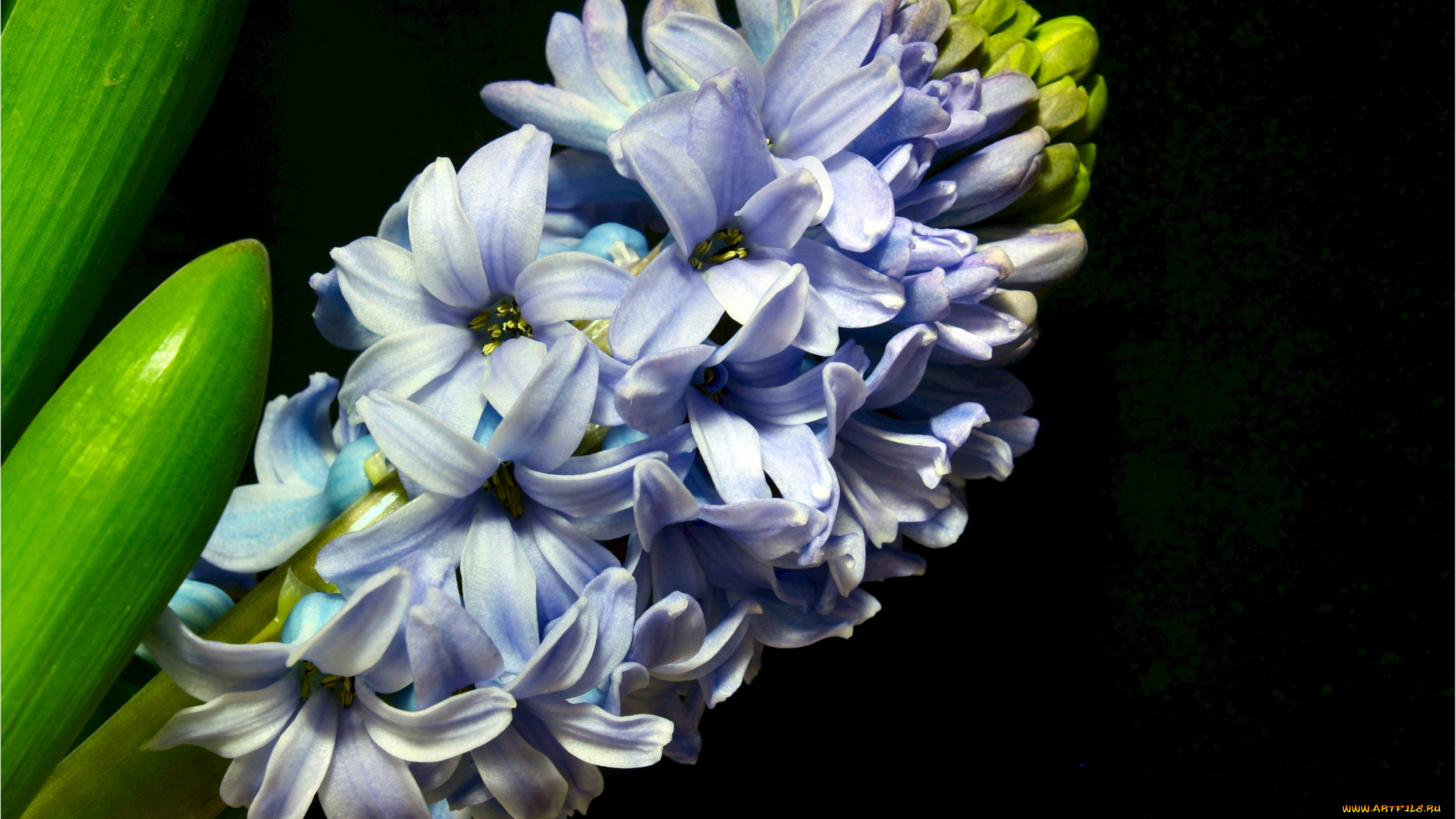цветы, гиацинты, макро, голубой