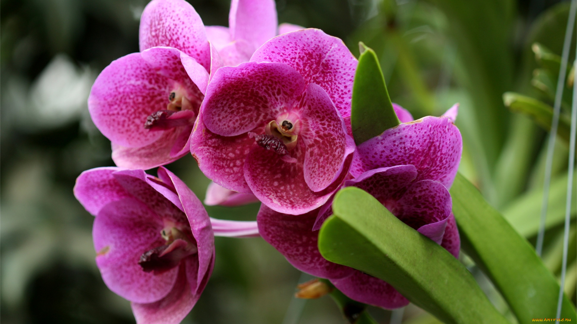 цветы, орхидеи, лиловый, ветка, экзотика