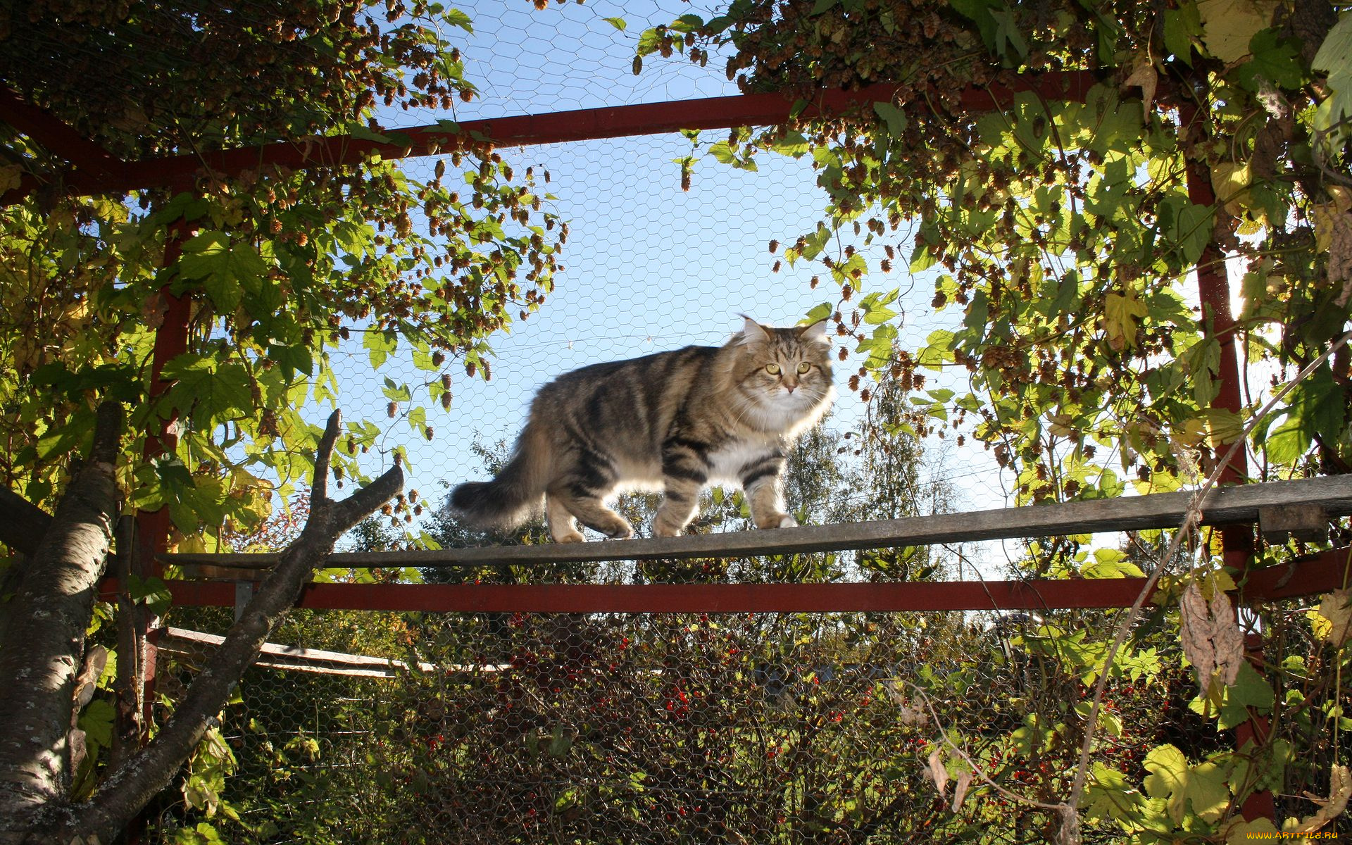 животные, коты, вольер