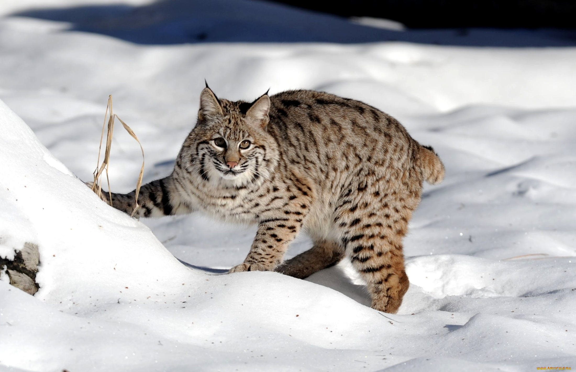 Bobcat 41.140. Бобкэт Рысь. Красная Рысь Бобкэт. Рысь Линкс. Обыкновенная Рысь.