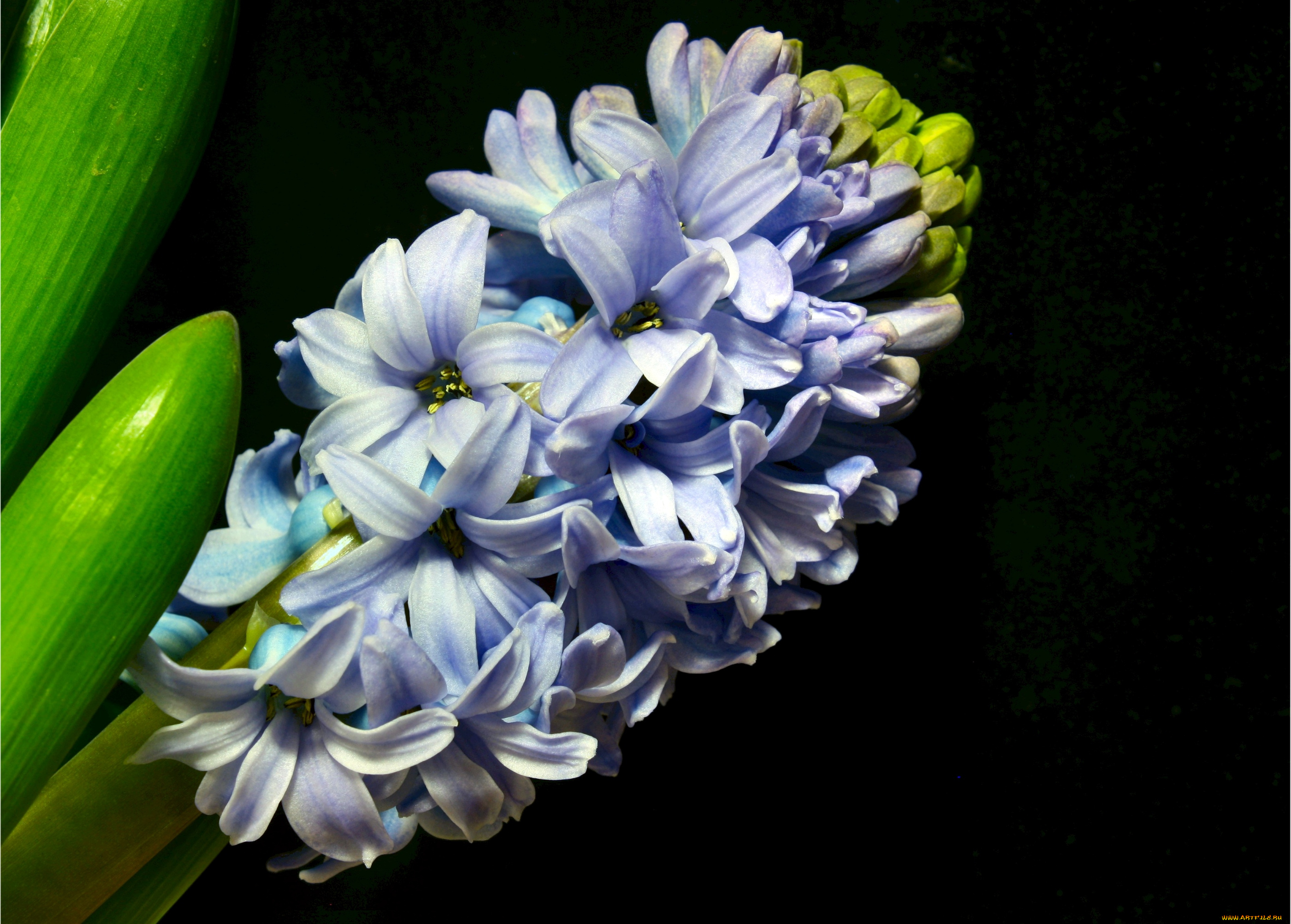 цветы, гиацинты, макро, голубой