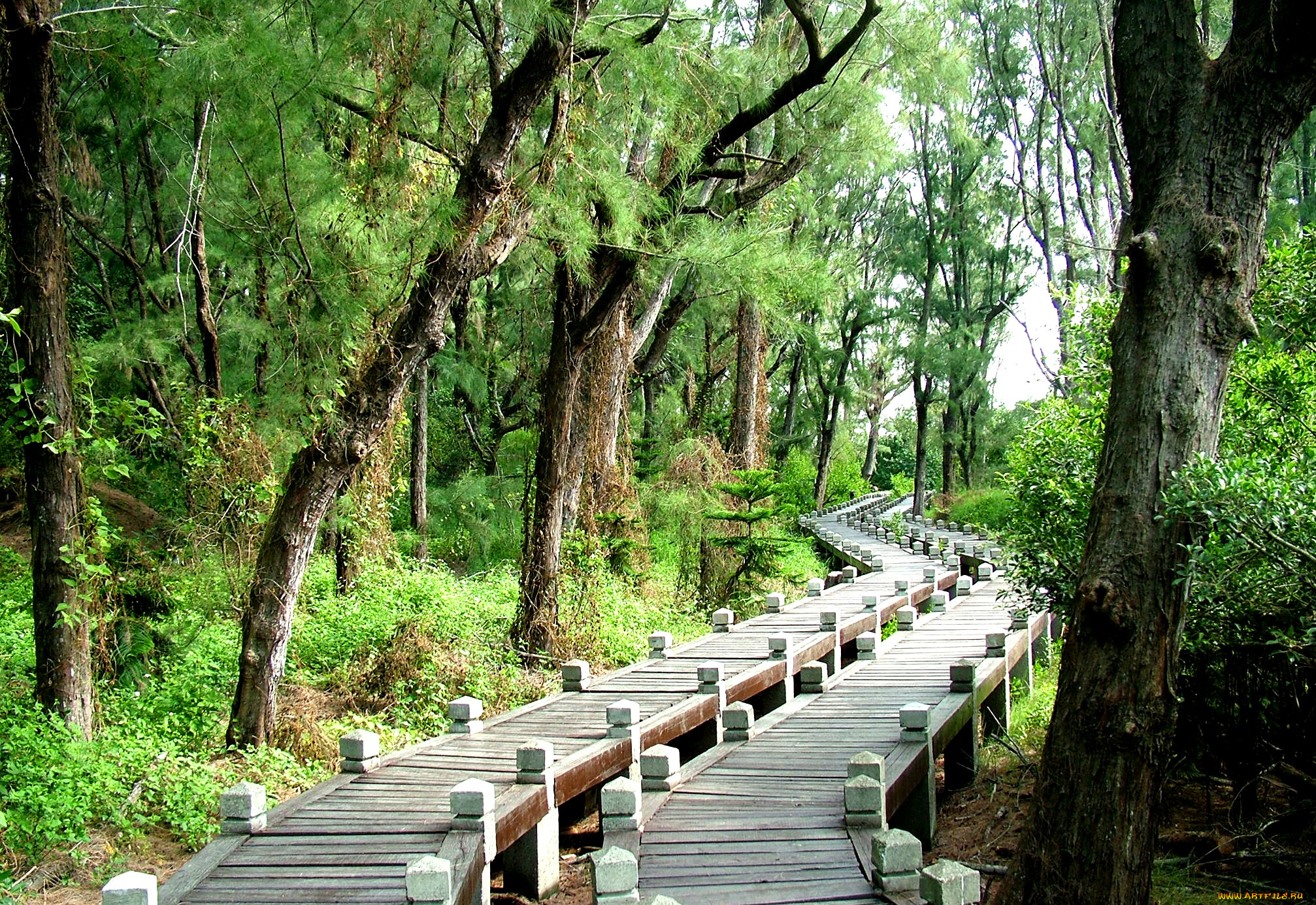 тайвань, природа, парк, деревья, настил, дорожка